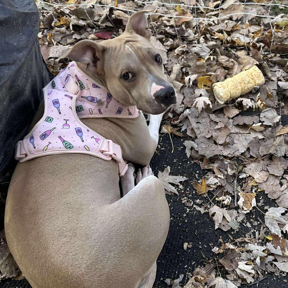 Enlarge Sunny, a Adoptable mixed breed in Indianapolis, IN image 2/5