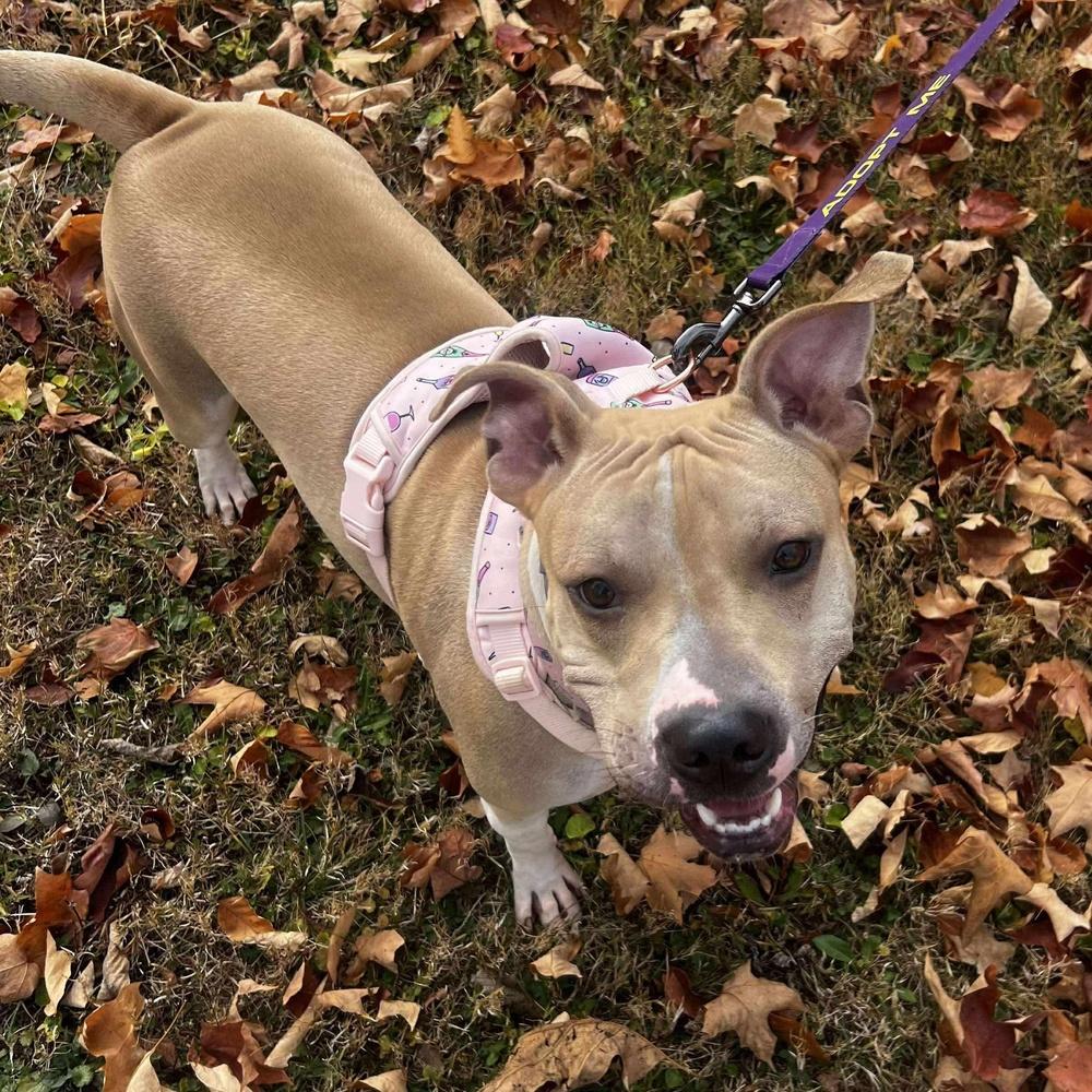 Enlarge Sunny, a Adoptable mixed breed in Indianapolis, IN image 3/5
