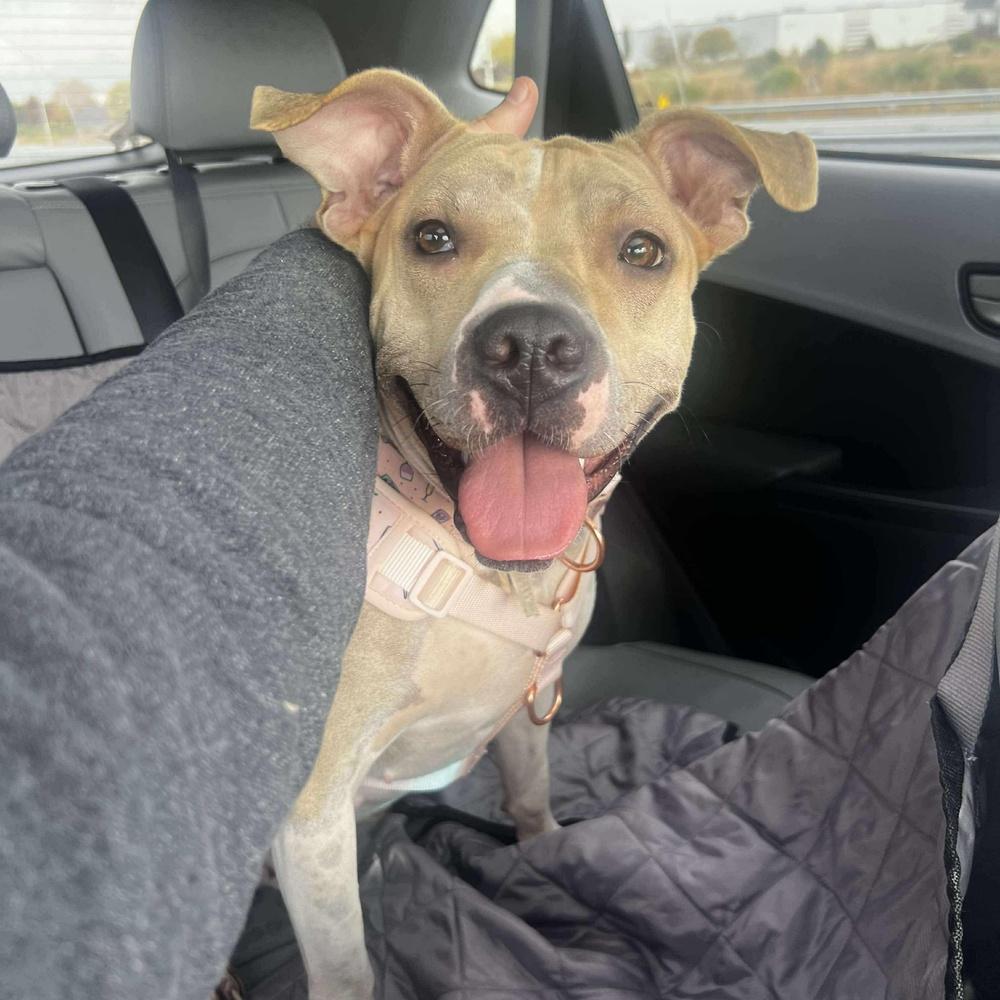 Enlarge Sunny, a Adoptable mixed breed in Indianapolis, IN image 4/5