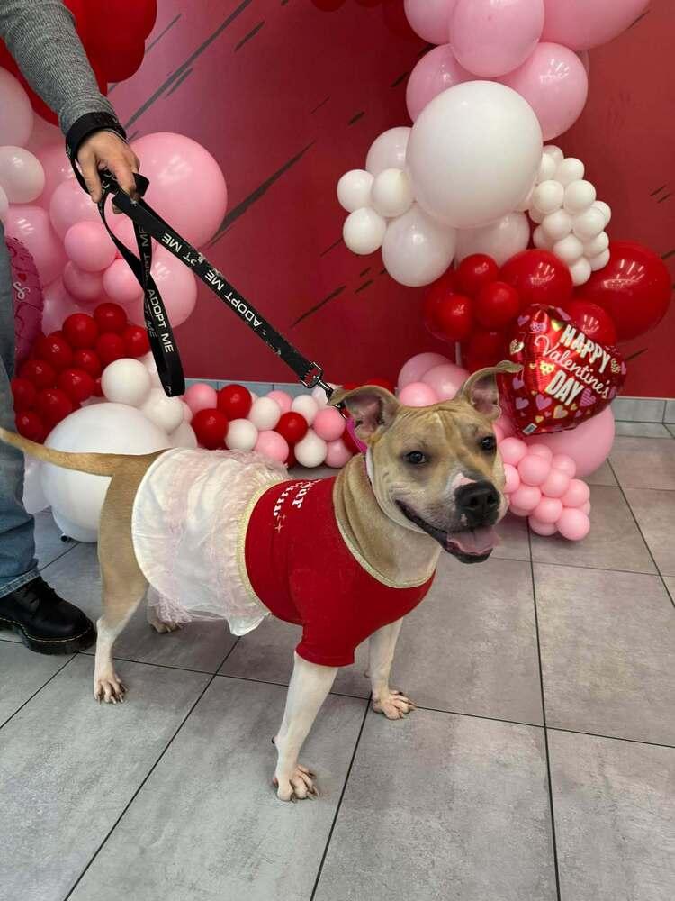 Enlarge Sunny, a Adoptable mixed breed in Indianapolis, IN image 5/5