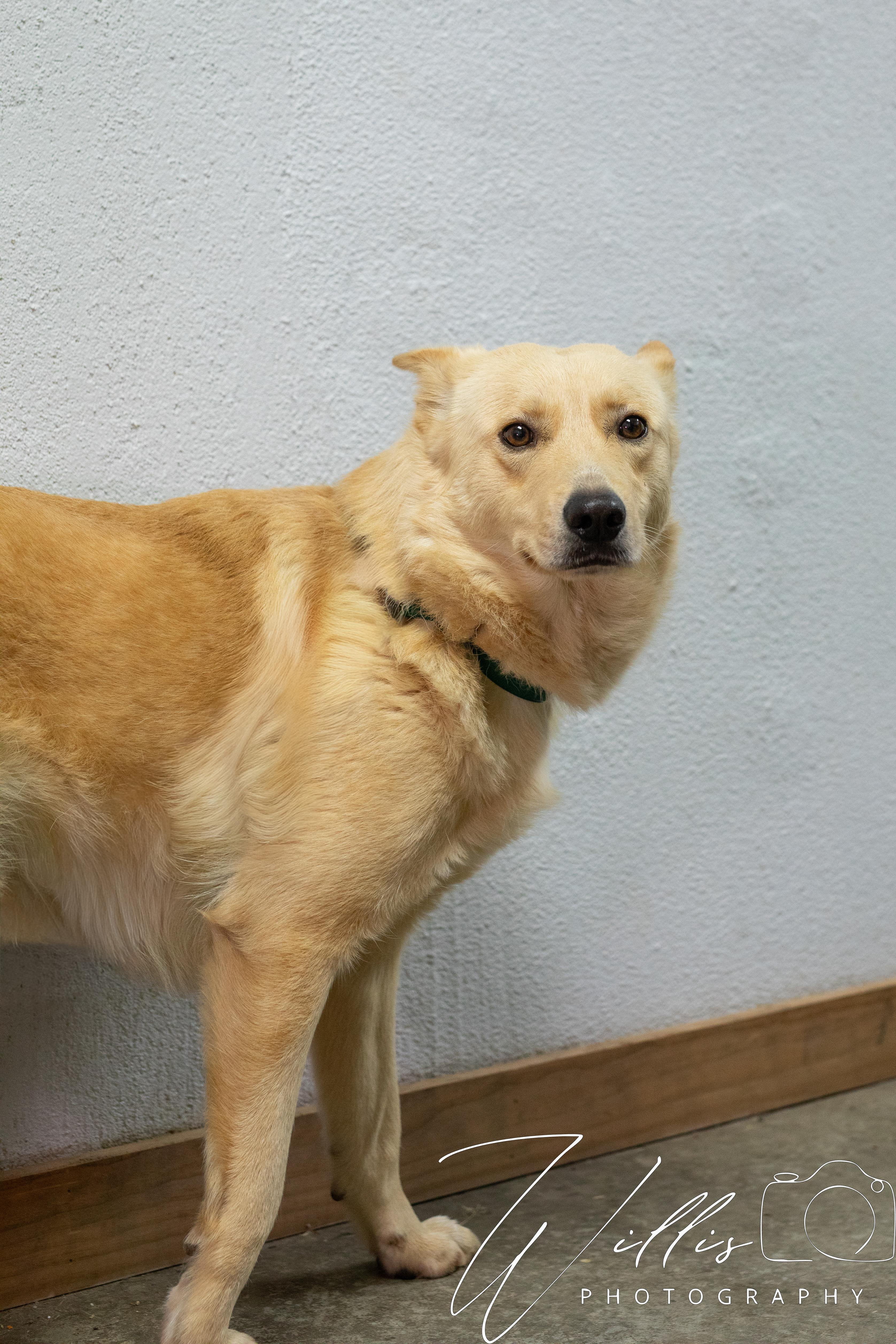 Blanche, Adoptable, Adult Female Australian Shepherd.