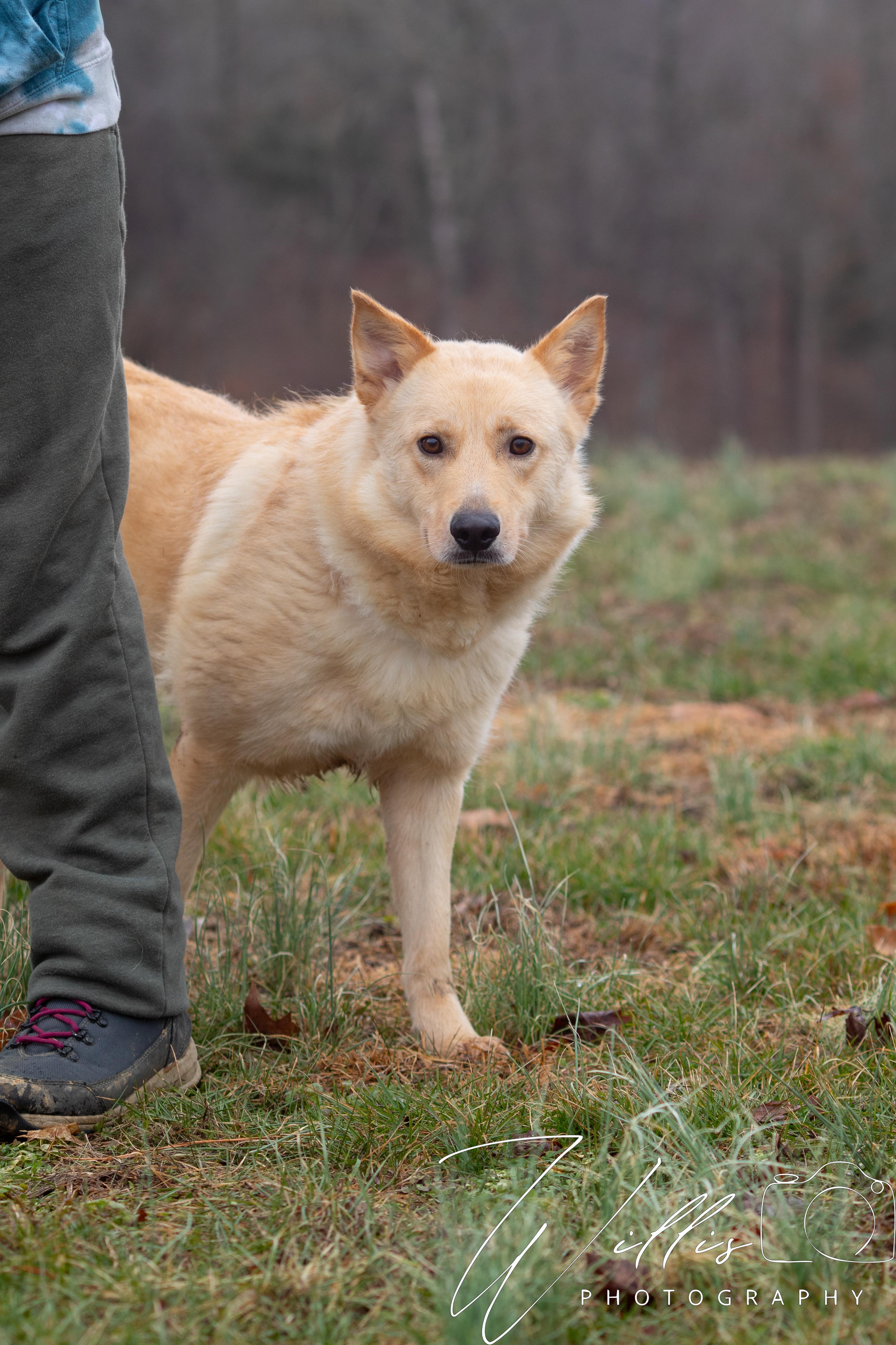 Blanche🩷SPONSORED ADOPTION , Adoptable, Adult Female Australian Shepherd.