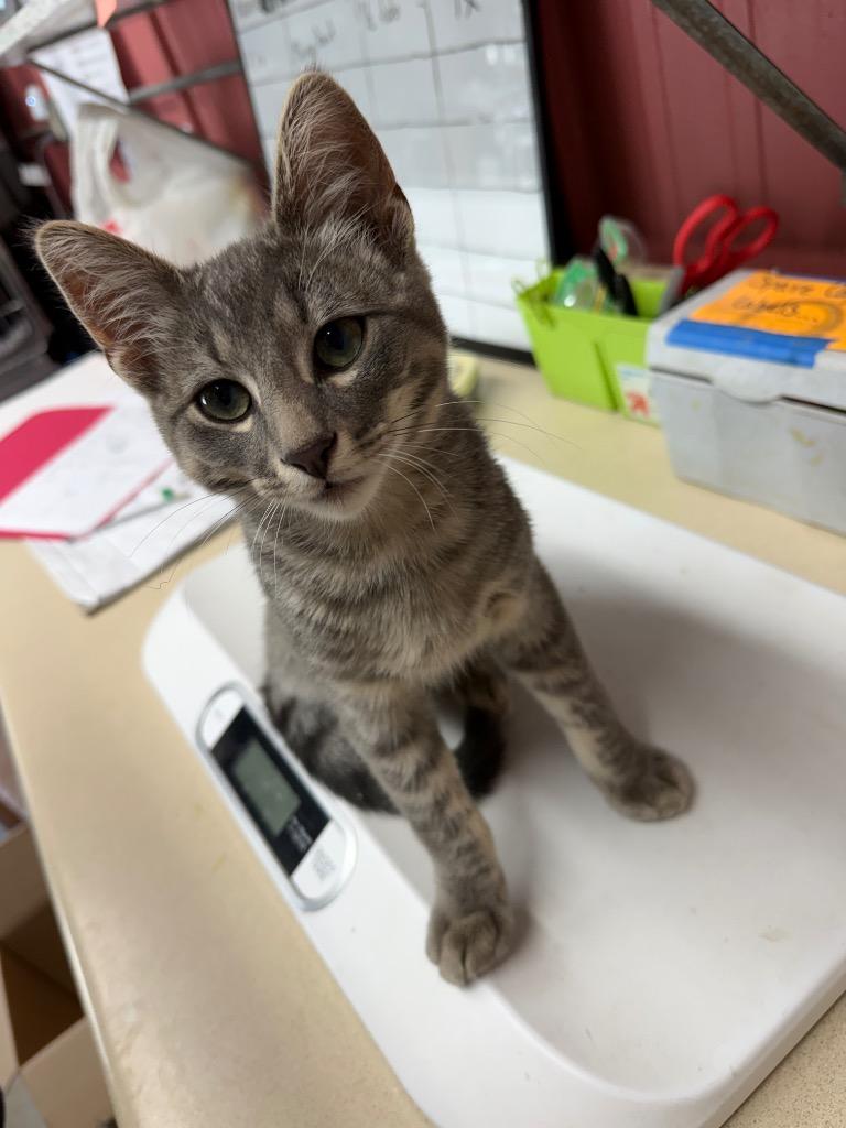 Trenton, Adopted, Kitten Male Domestic Short Hair.