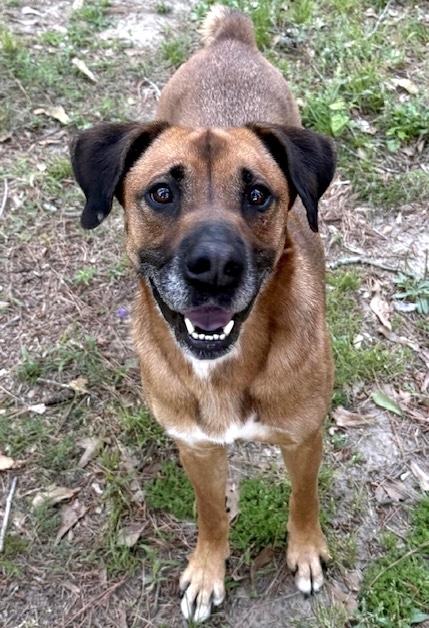 Tanya, ADOPTABLE, Adult Female Boxer.