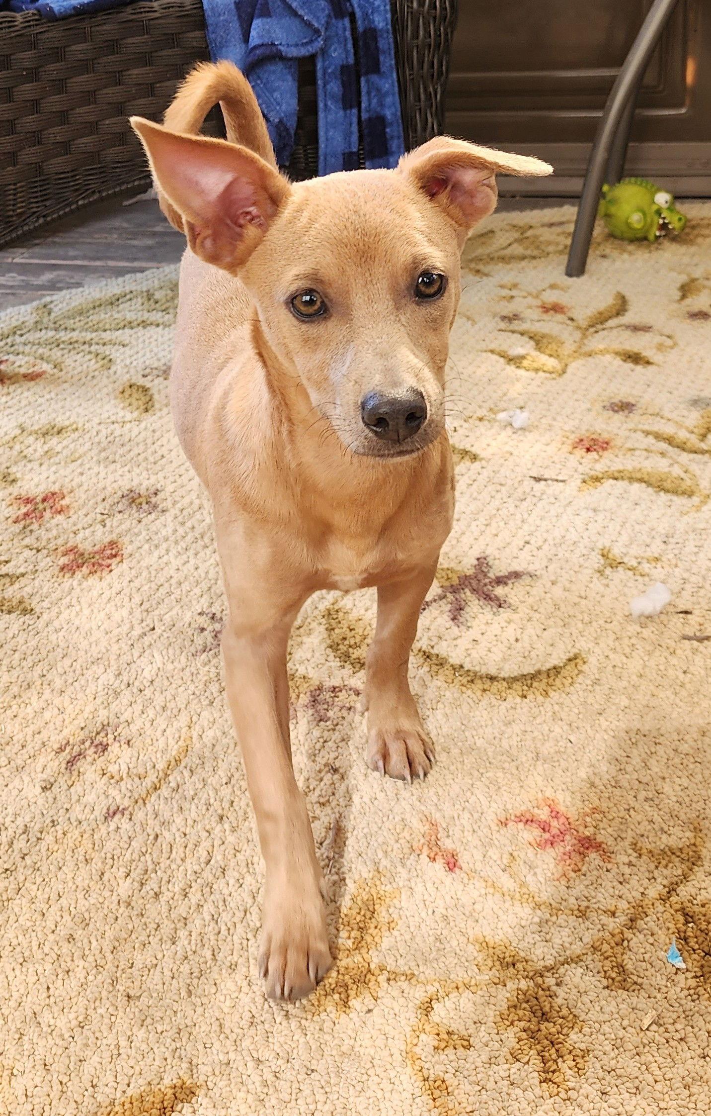 Enlarge Henry, a Adopted Dachshund in Marine City, MI image 1/3