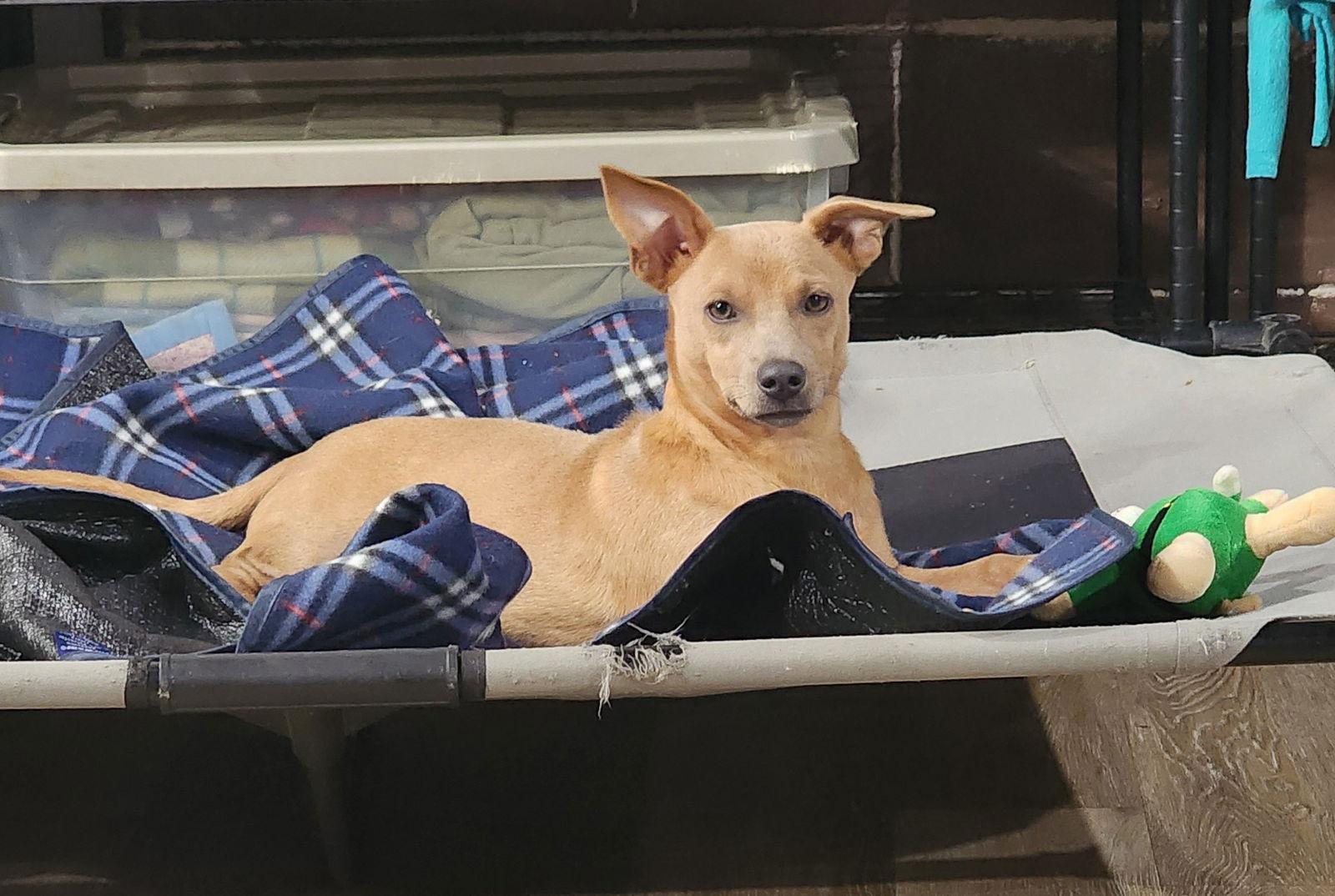 Enlarge Henry, a Adopted Dachshund in Marine City, MI image 3/3