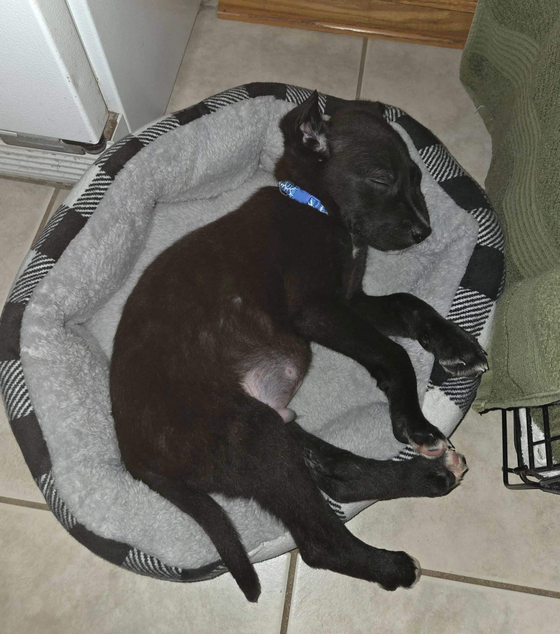 Enlarge Barkley the retriever mix puppy, a Adoptable mixed breed in Muskego, WI image 4/5