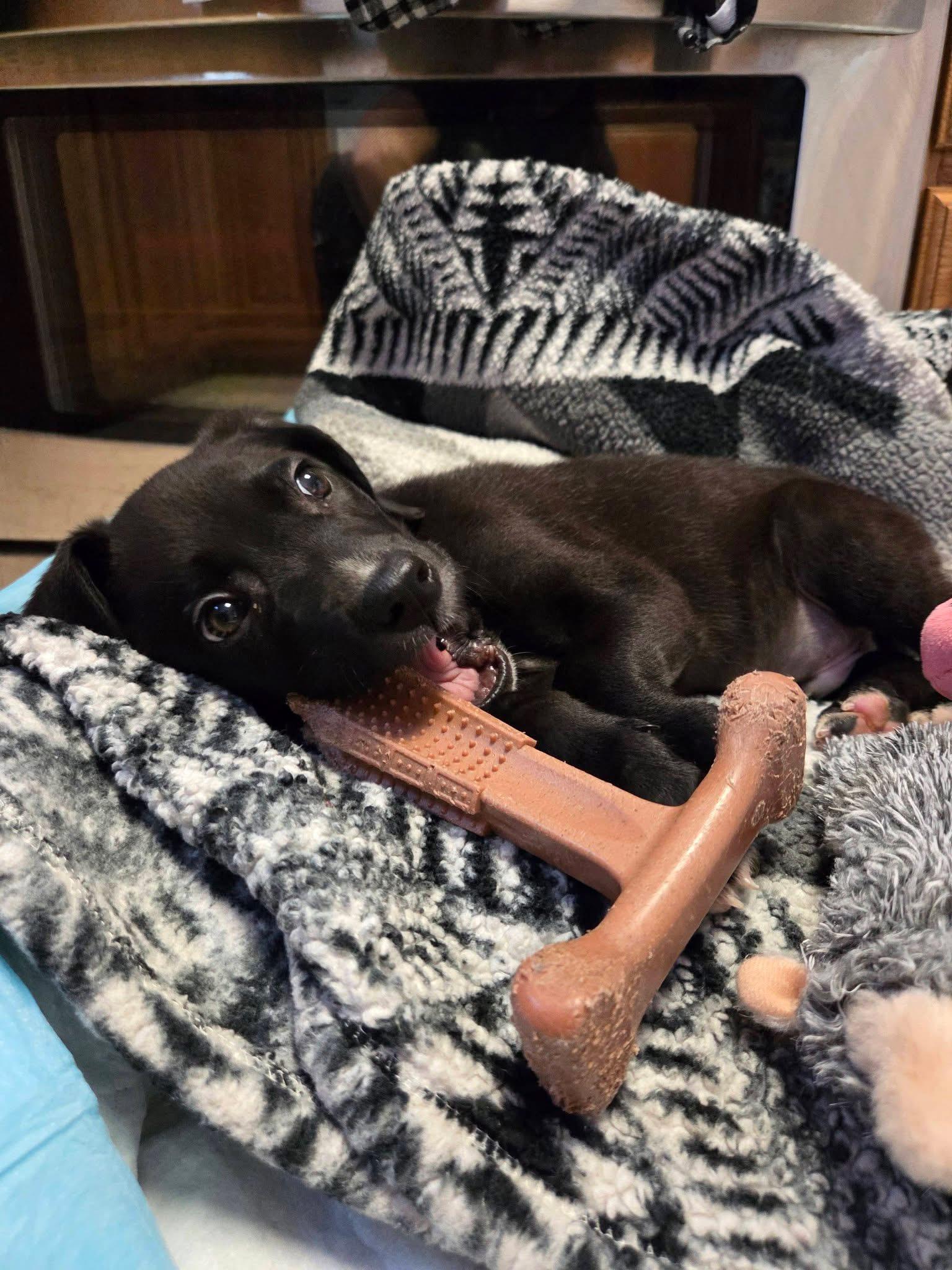 Enlarge Barkley the retriever mix puppy, a Adoptable mixed breed in Muskego, WI image 3/5