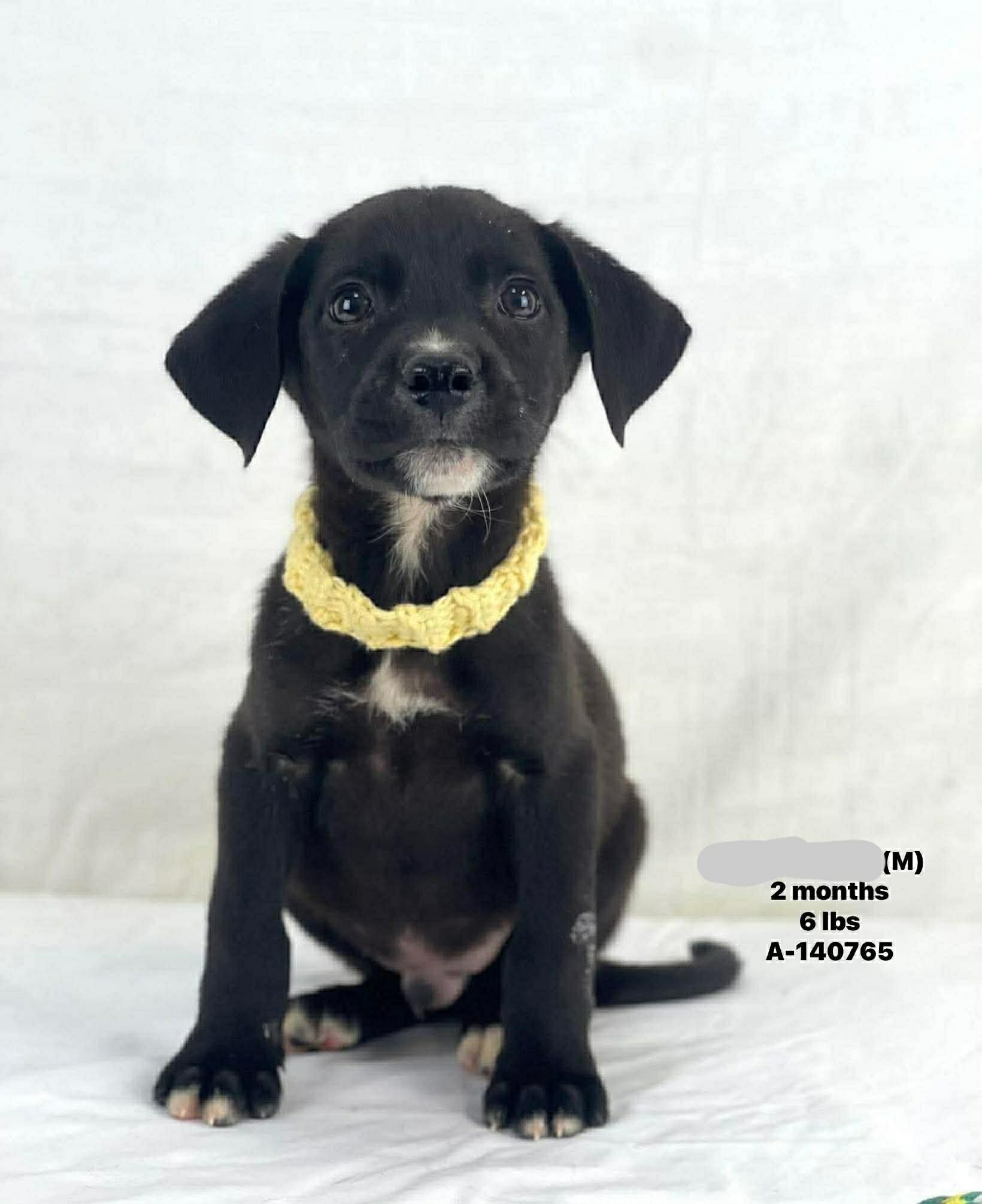 Barkley the retriever mix puppy, Adoptable, Puppy Male Labrador Retriever & Beagle.