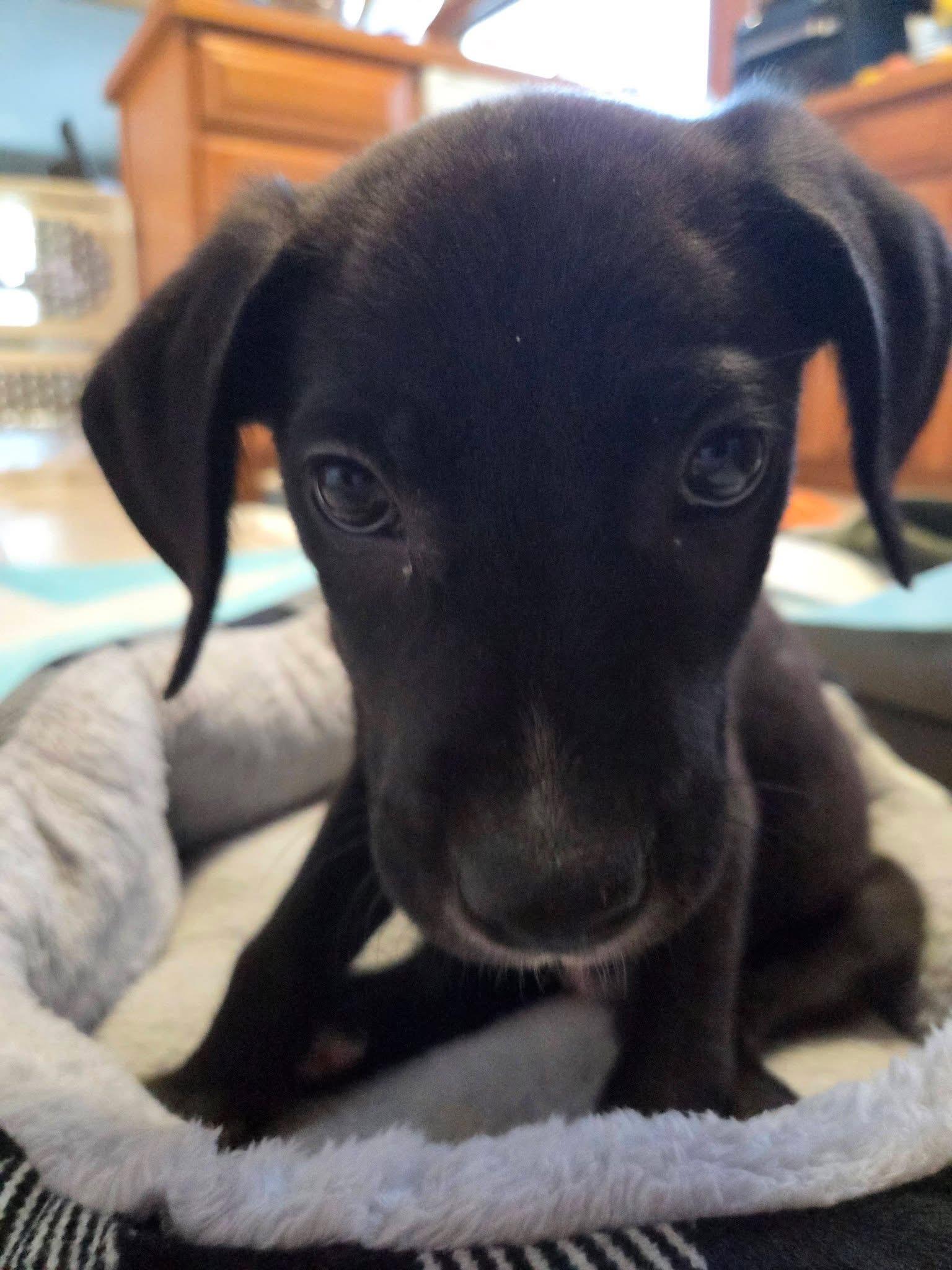 Enlarge Barkley the retriever mix puppy, a Adoptable mixed breed in Muskego, WI image 5/5