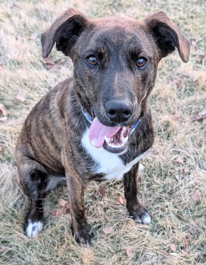 Toby, ADOPTABLE, Young Male Mixed Breed.