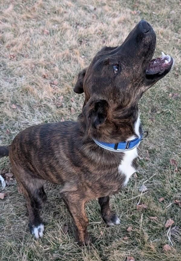 Toby, a ADOPTABLE mixed breed in Mauston, WI image 2/2