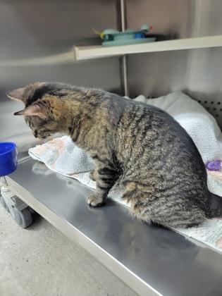 Enlarge Meg, a Adoptable mixed breed in Fergus Falls, MN image 1/3