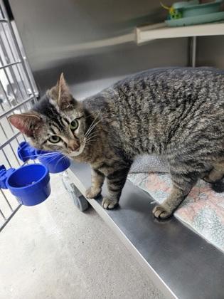Enlarge Meg, a Adoptable mixed breed in Fergus Falls, MN image 2/3