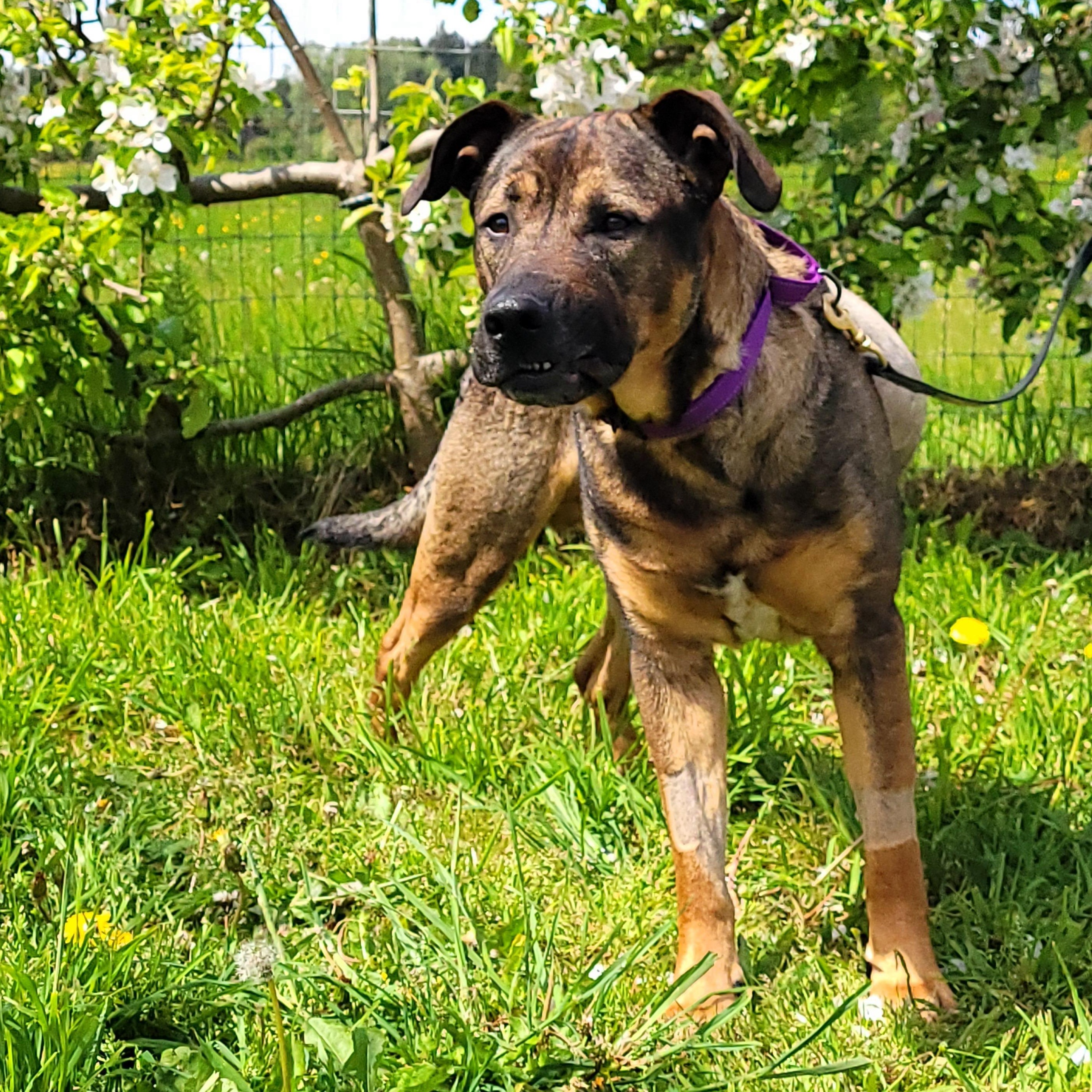 Enlarge Max, a Adoptable mixed breed in Sequim, WA image 6/6