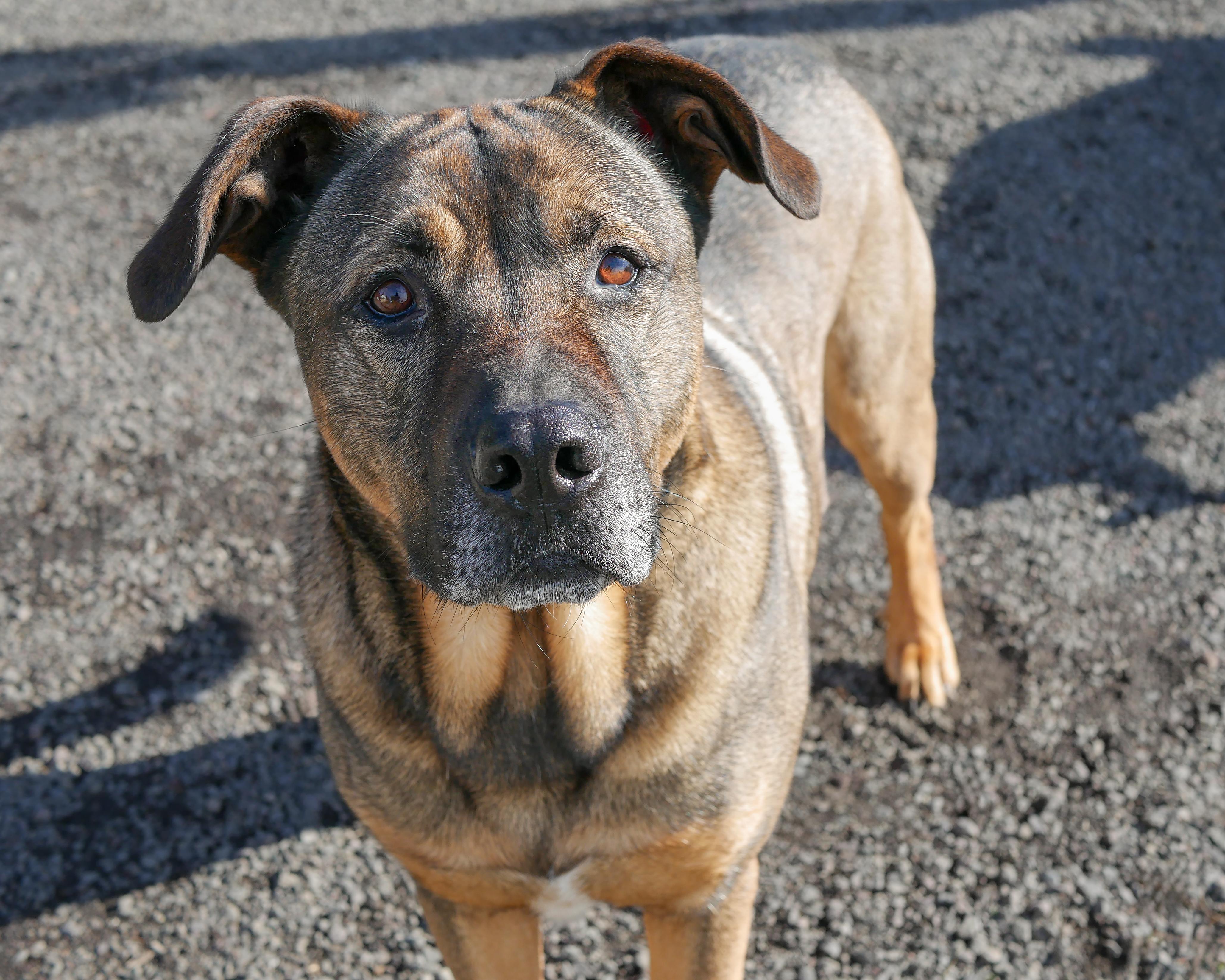 Enlarge Max, a Adoptable mixed breed in Sequim, WA image 2/6