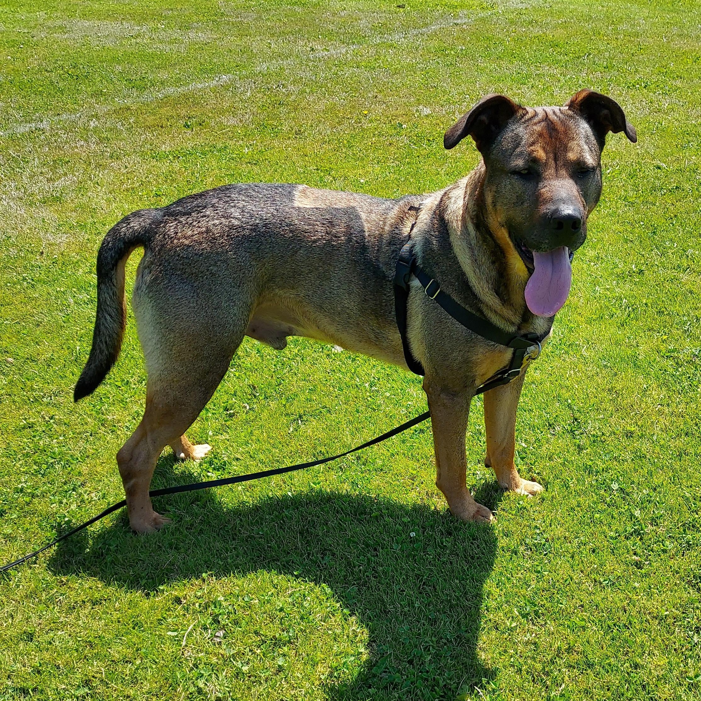 Max, Adoptable, Adult Male German Shepherd Dog & Pit Bull Terrier.