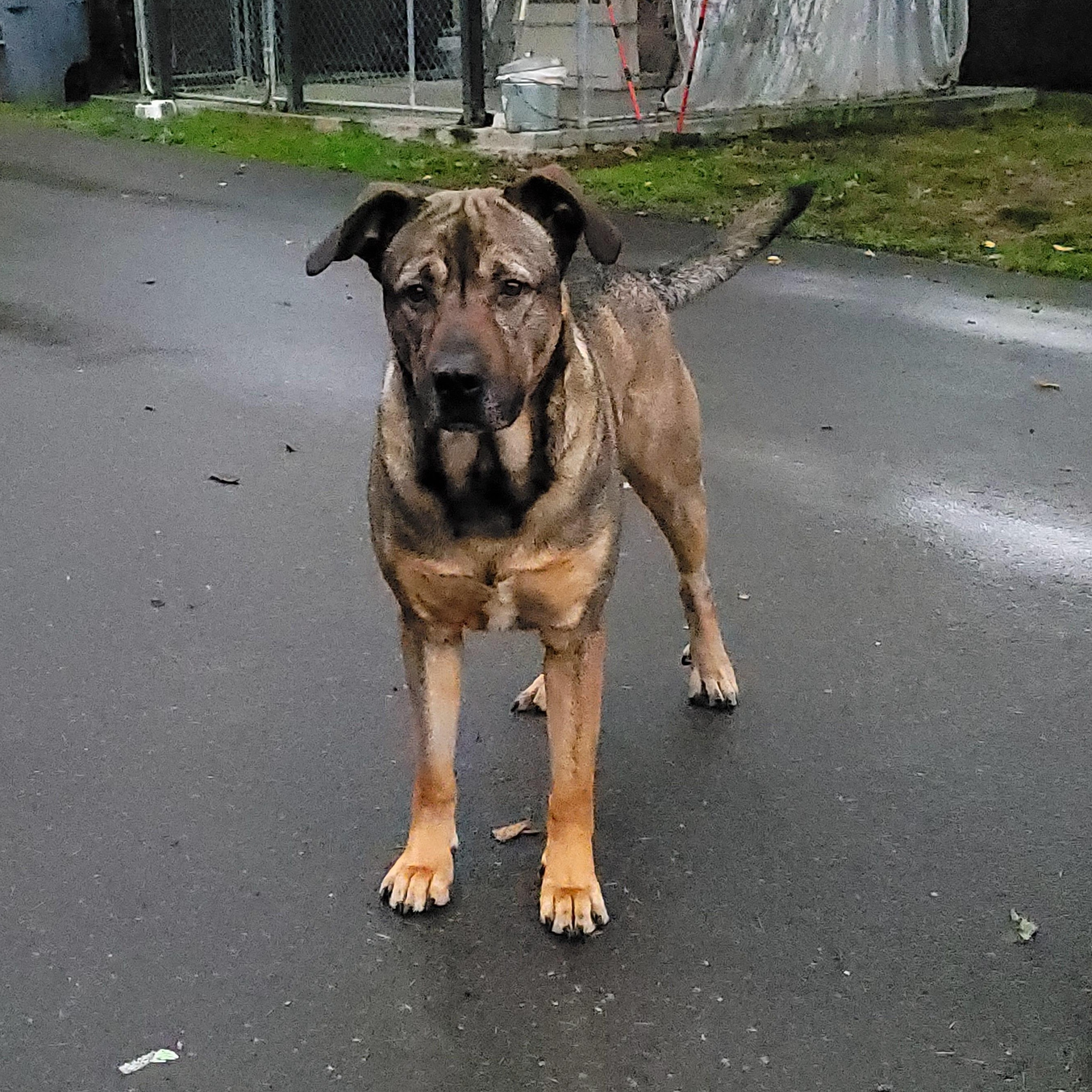 Max, Adoptable, Adult Male German Shepherd Dog & Pit Bull Terrier.