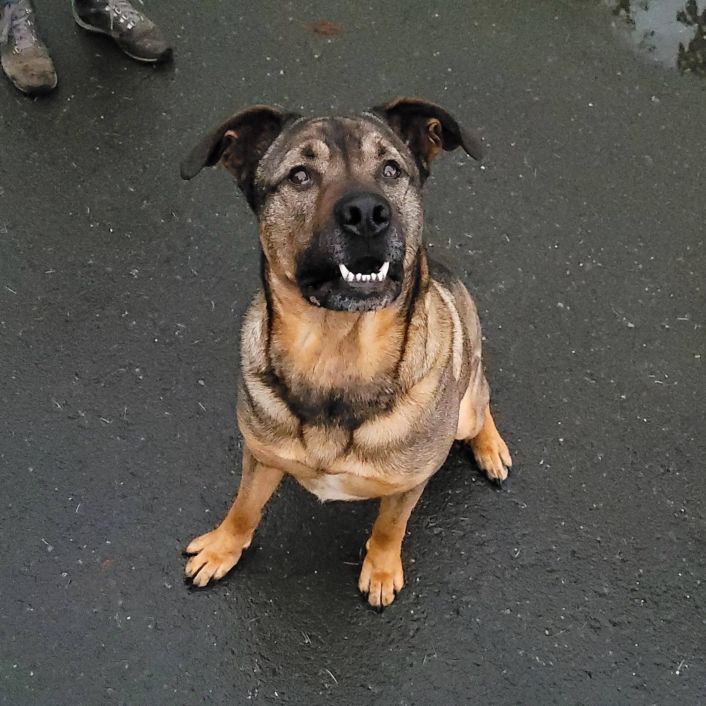 Enlarge Max, a Adoptable mixed breed in Sequim, WA image 2/6