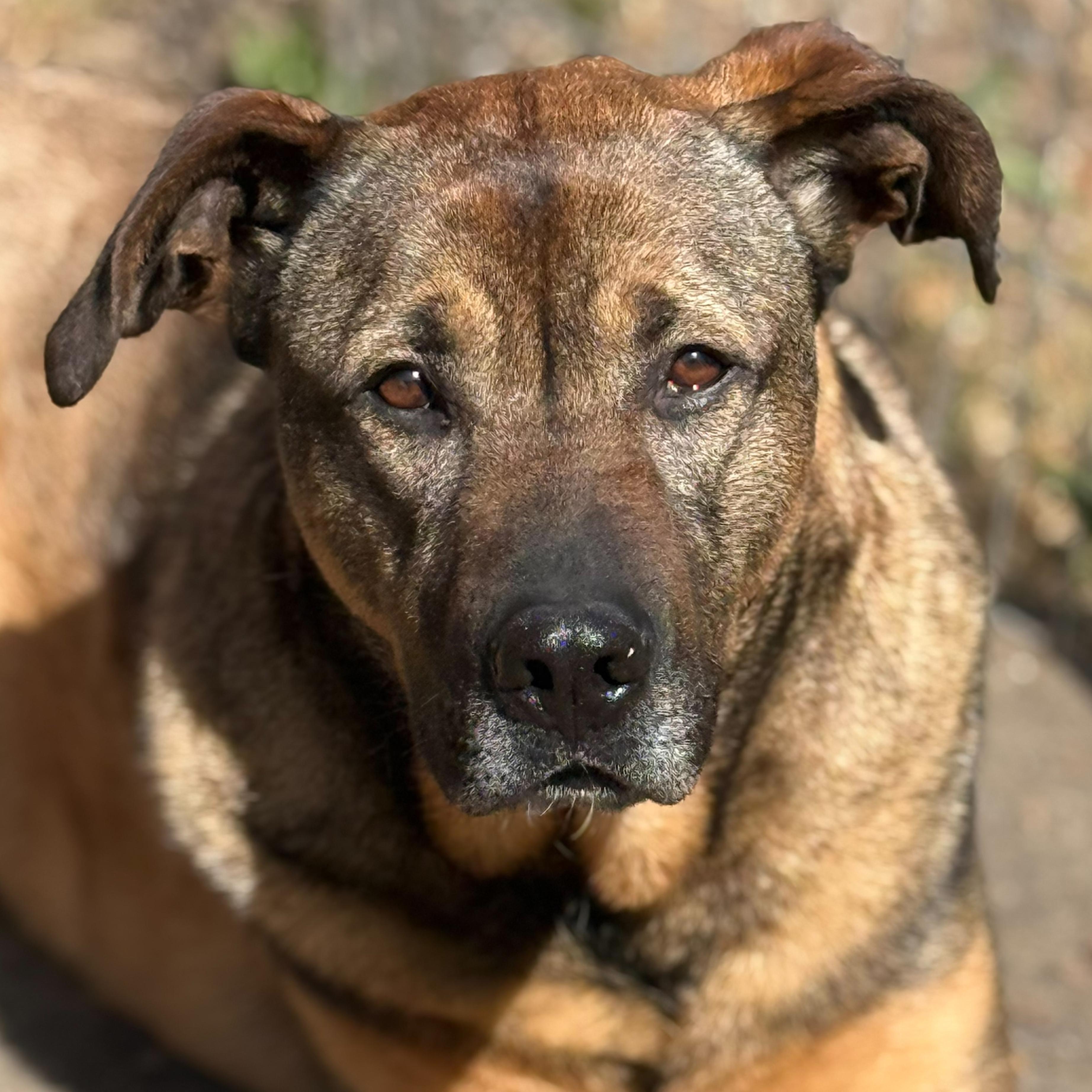 Max, Adoptable, Adult Male German Shepherd Dog & Pit Bull Terrier.