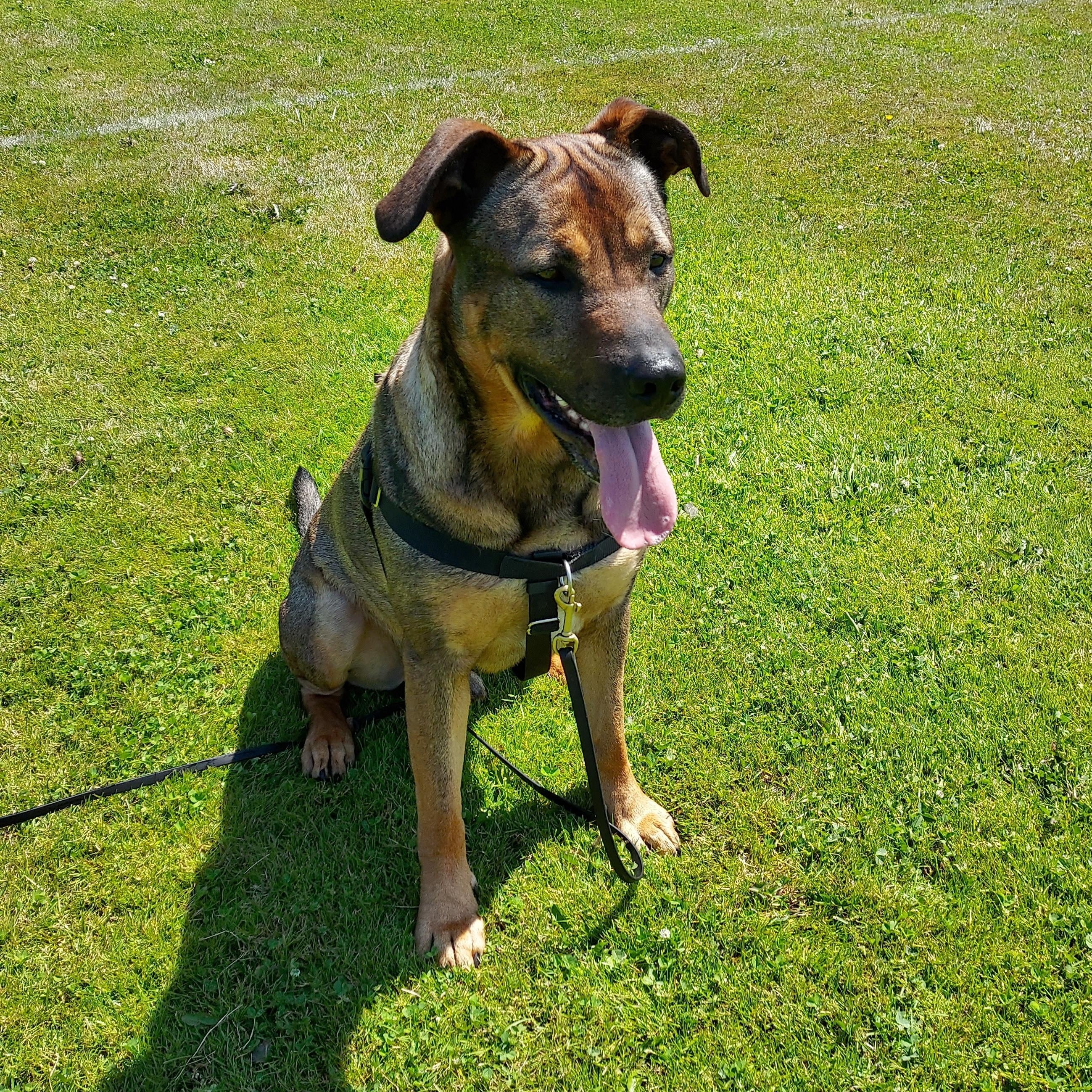 Enlarge Max, a Adoptable mixed breed in Sequim, WA image 4/6