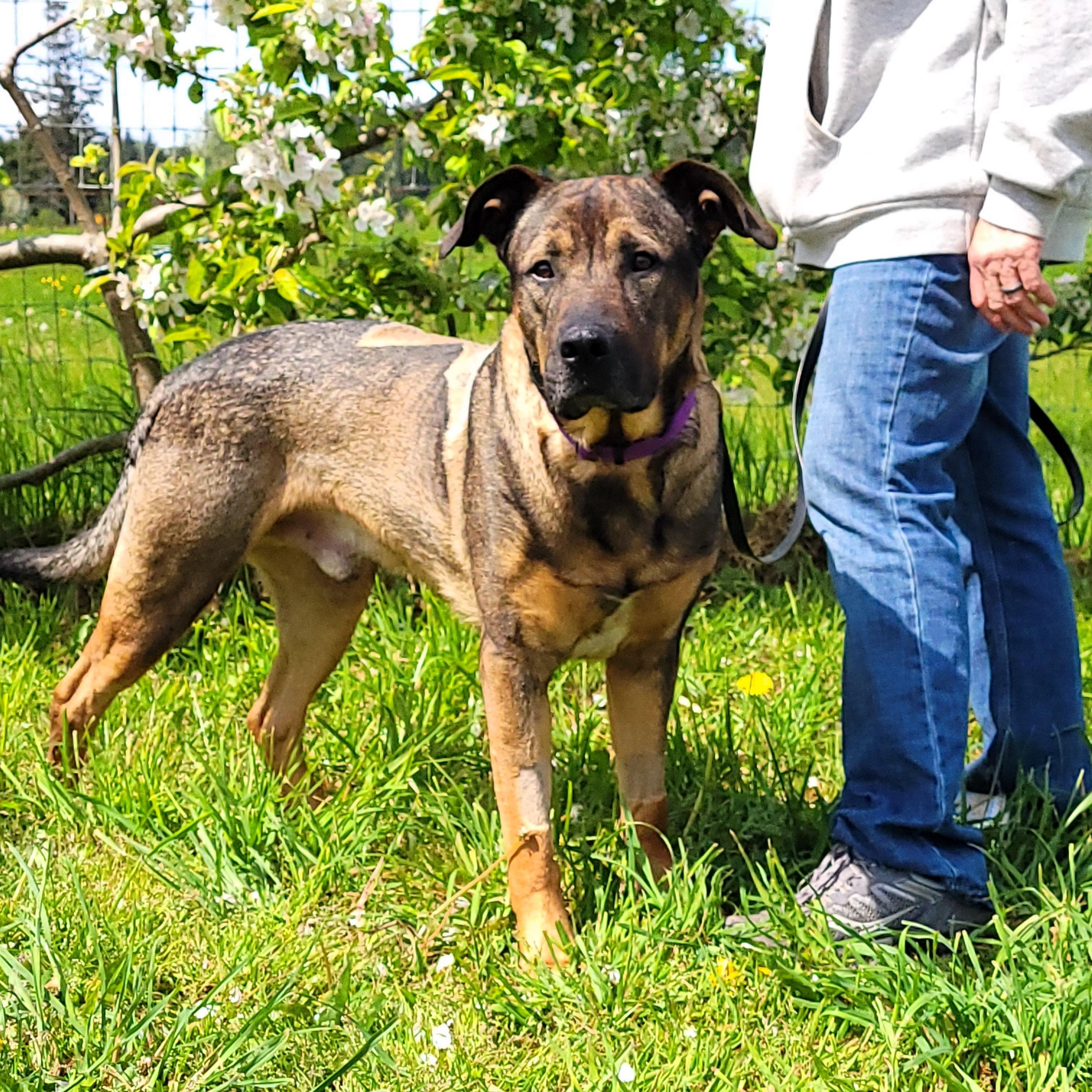 Max, Adult Male German Shepherd Dog