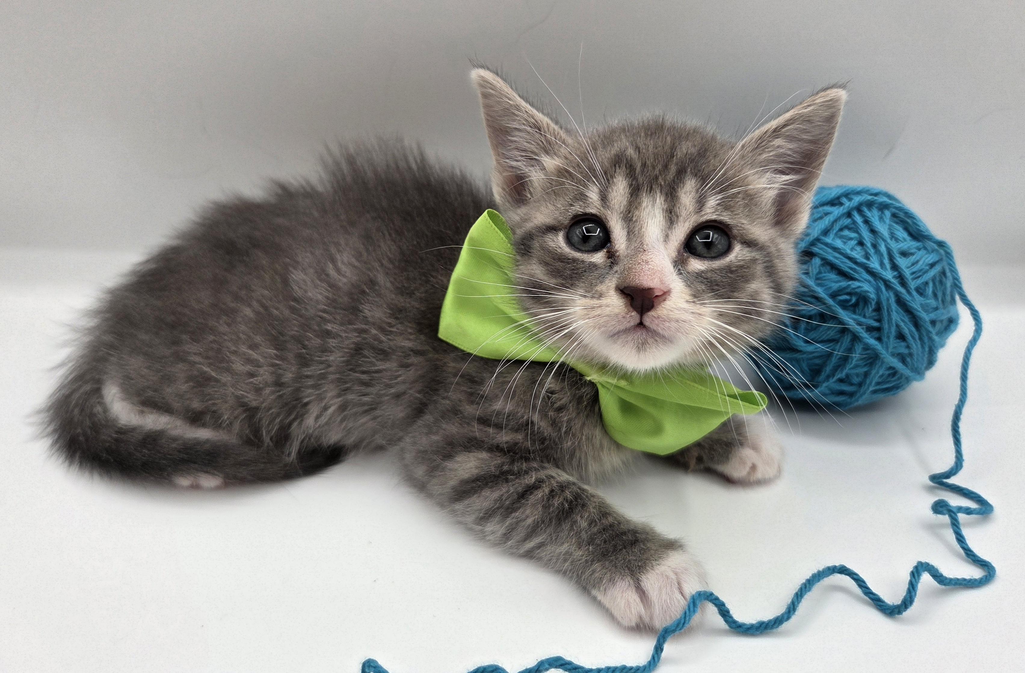 Mr. Big, a Adoptable mixed breed in Mt laurel Township, NJ image 5/5