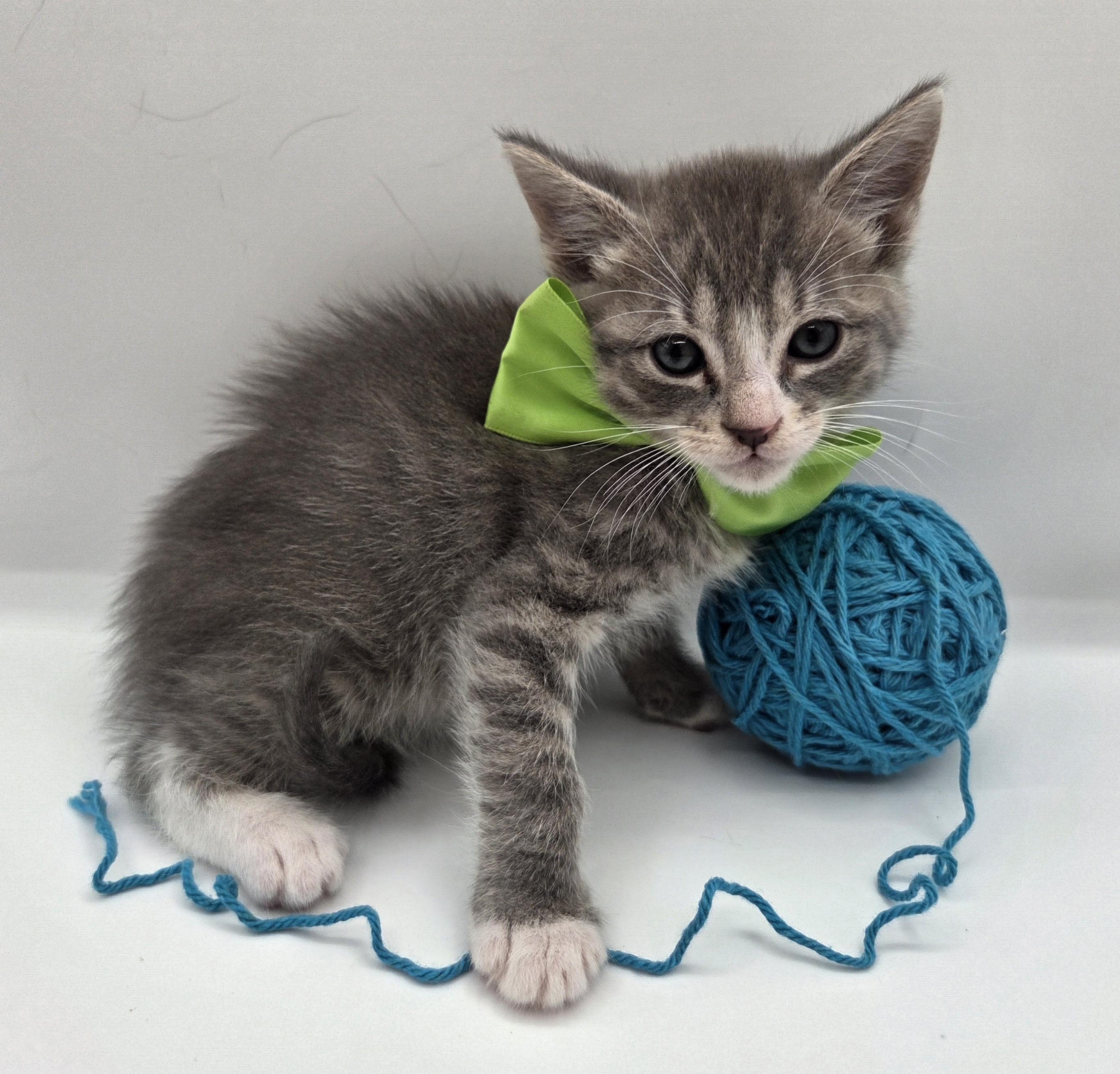 Mr. Big, a Adoptable mixed breed in Mt laurel Township, NJ image 3/5