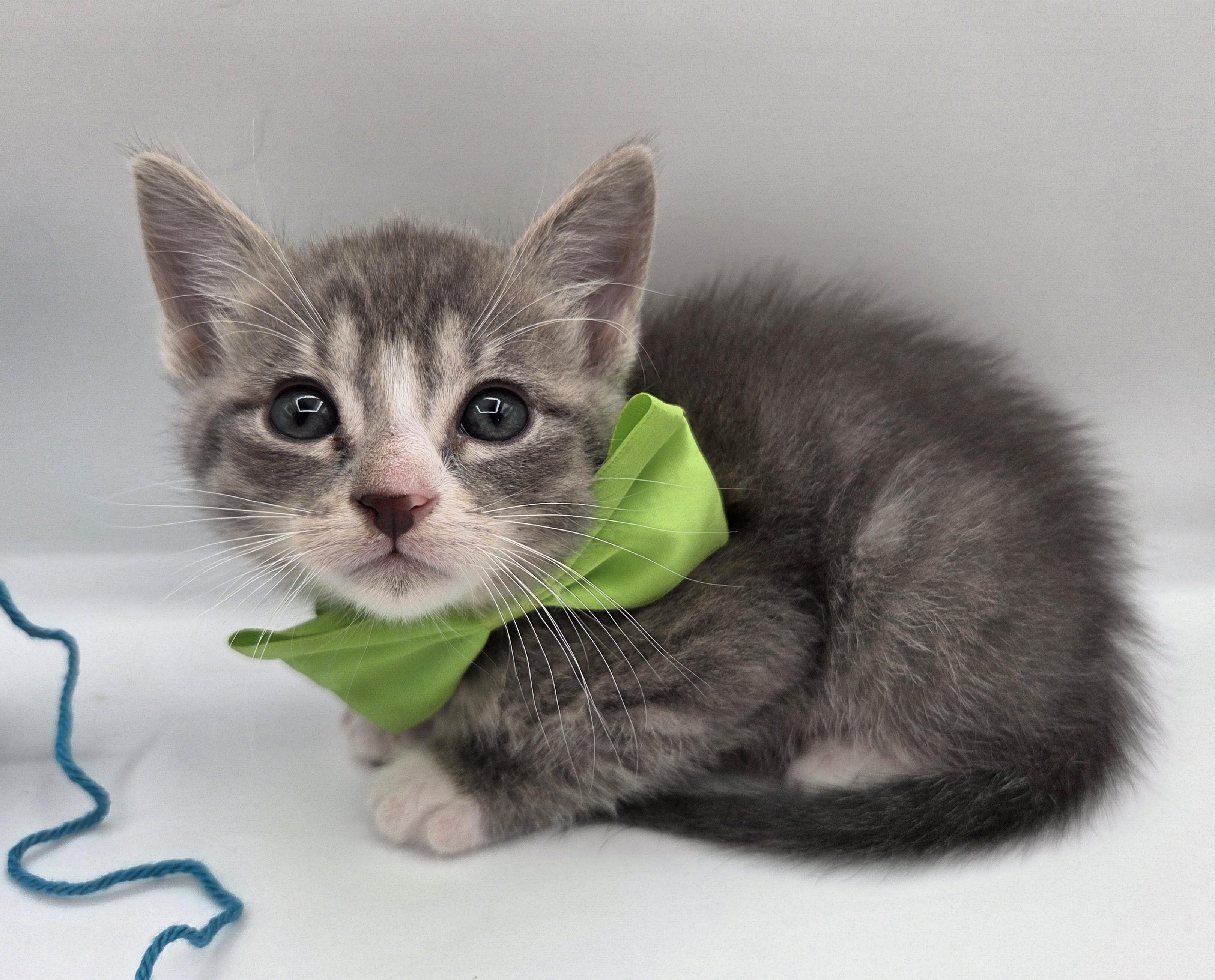 Mr. Big, Adoptable, Kitten Male Domestic Short Hair & Tabby.