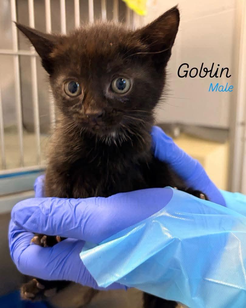 Enlarge Goblin, a Adoptable Domestic Short Hair in Rock Hill, NY image 1/1