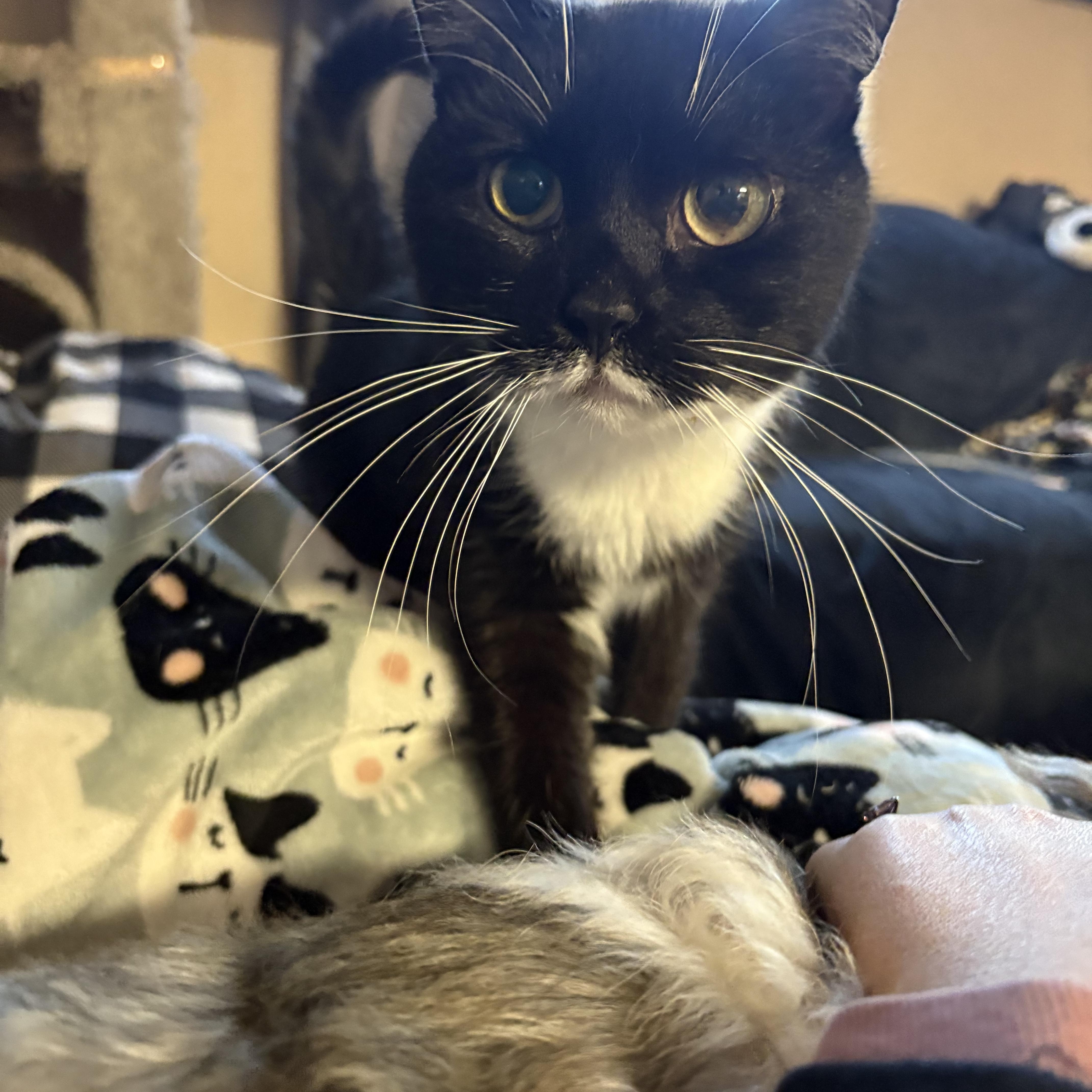 Enlarge Owl, a Adoptable Domestic Short Hair in Chesapeake Beach, MD image 2/4