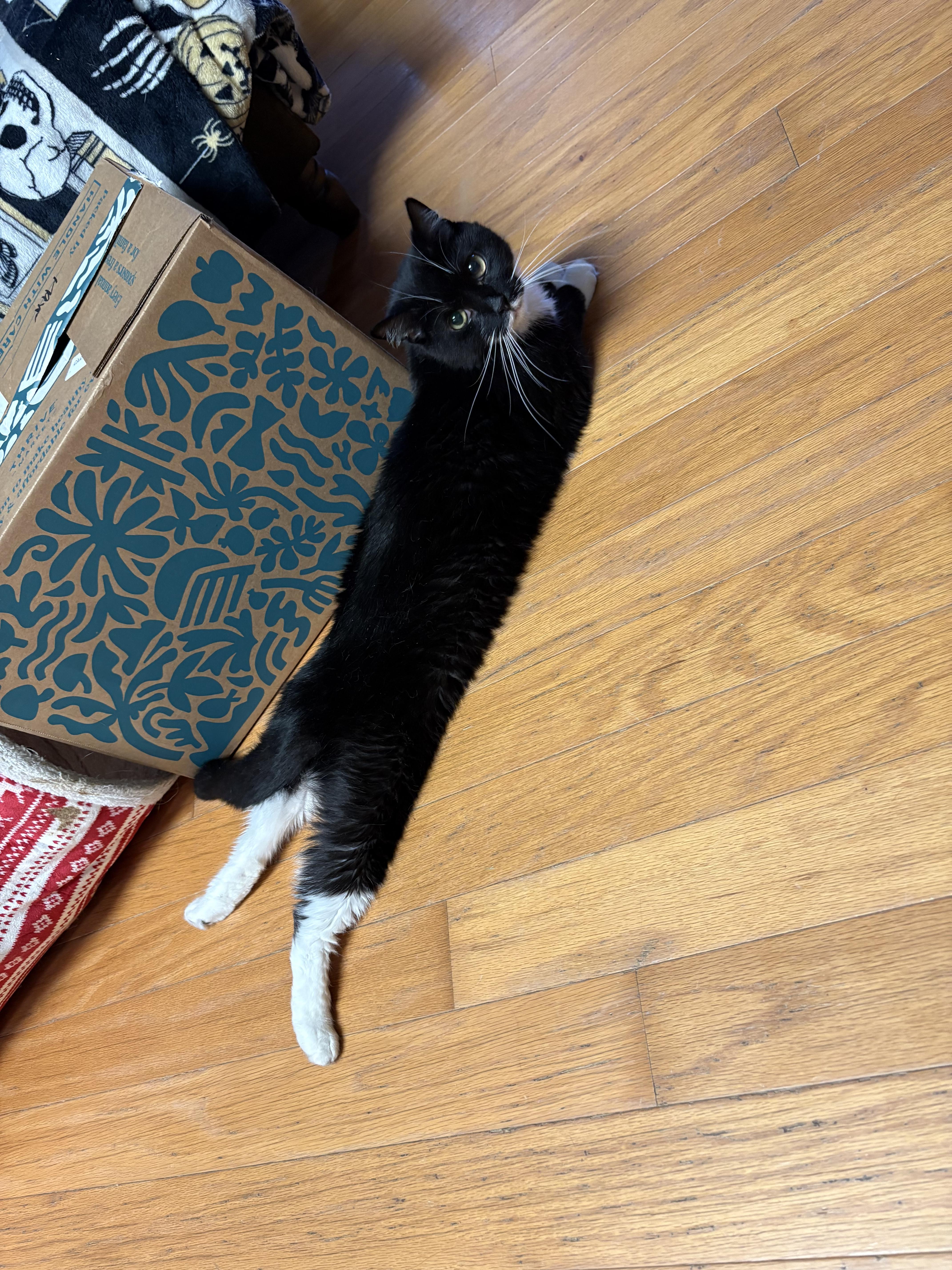 Owl, Adoptable, Adult Female Domestic Short Hair.
