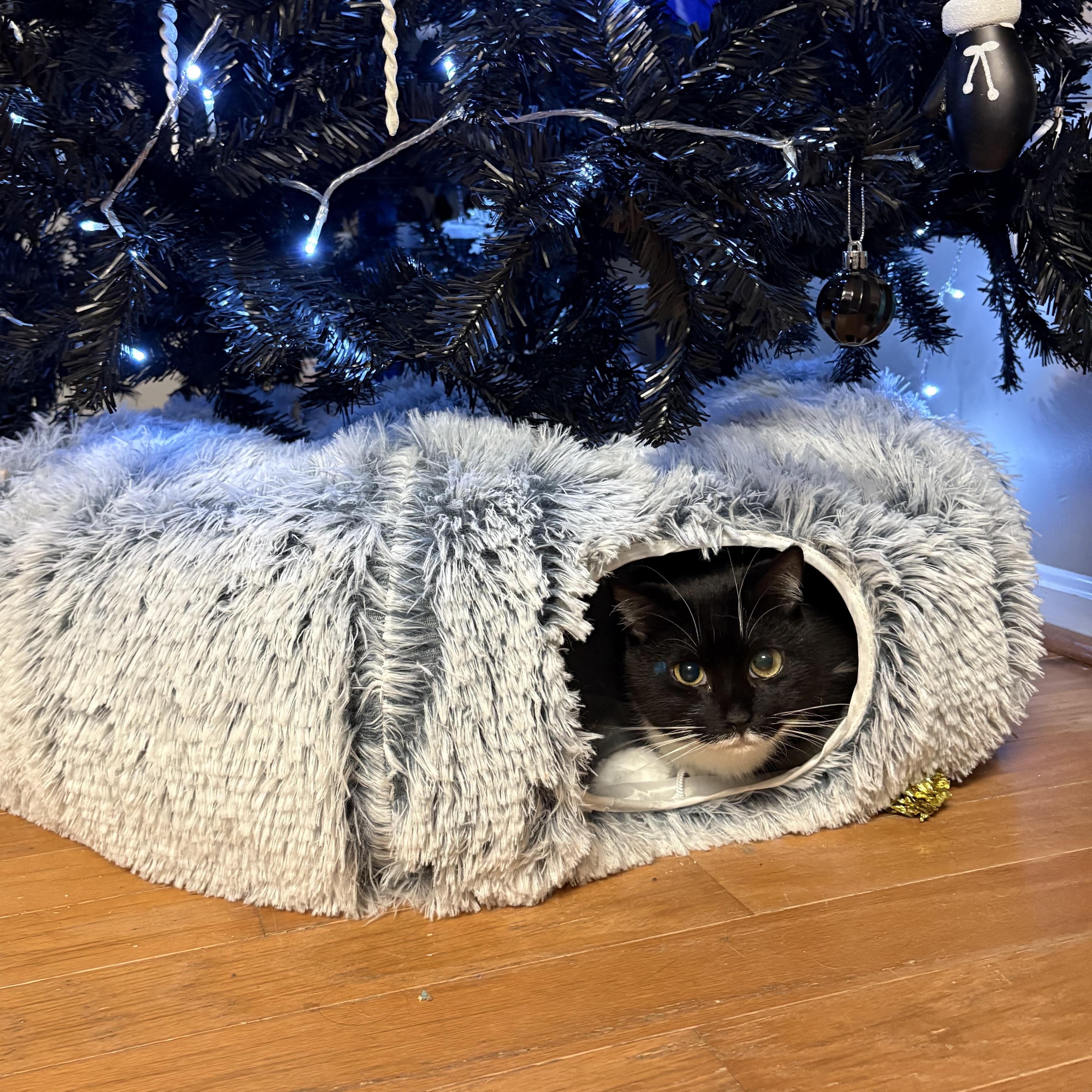 Enlarge Owl, a Adoptable Domestic Short Hair in Chesapeake Beach, MD image 3/4