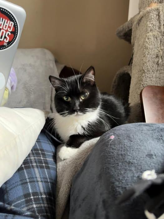 Enlarge Owl, a Adoptable Domestic Short Hair in Chesapeake Beach, MD image 1/4