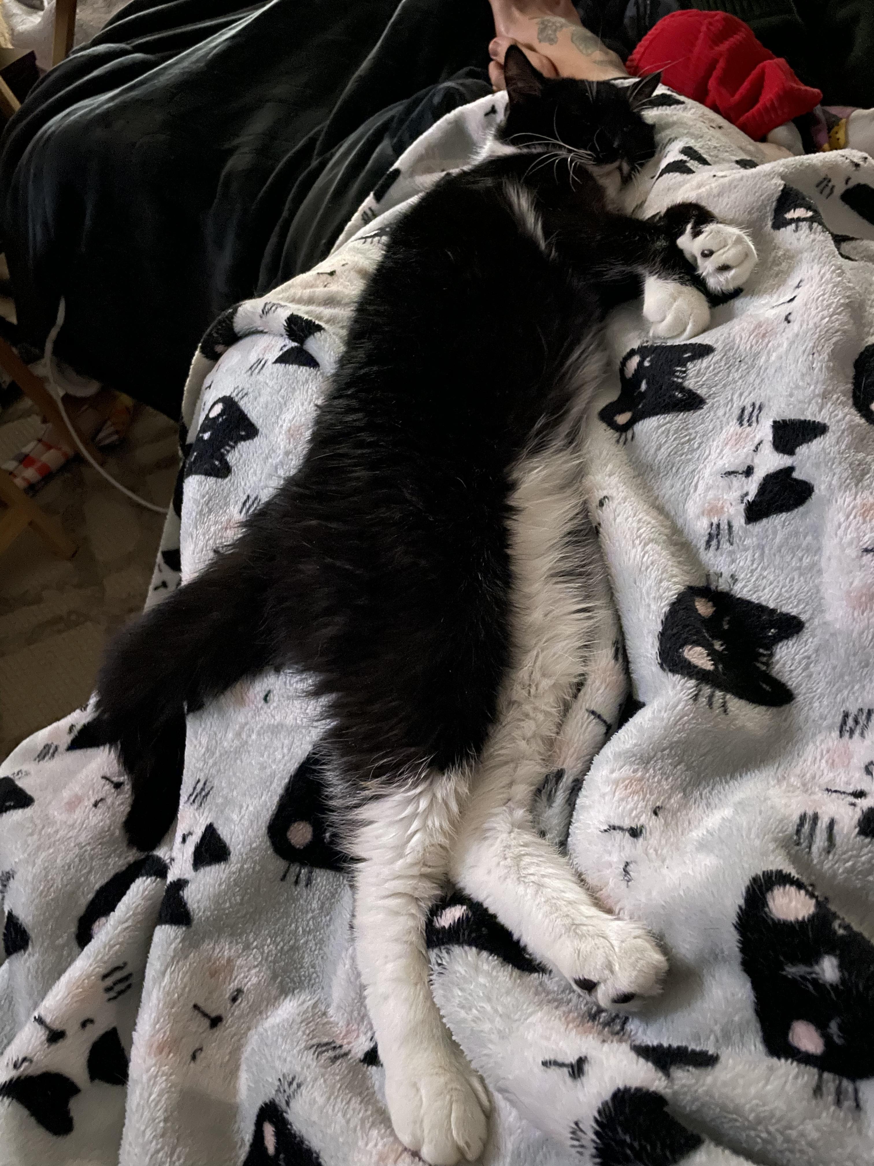 Enlarge Owl, a Adoptable Domestic Short Hair in Chesapeake Beach, MD image 4/4