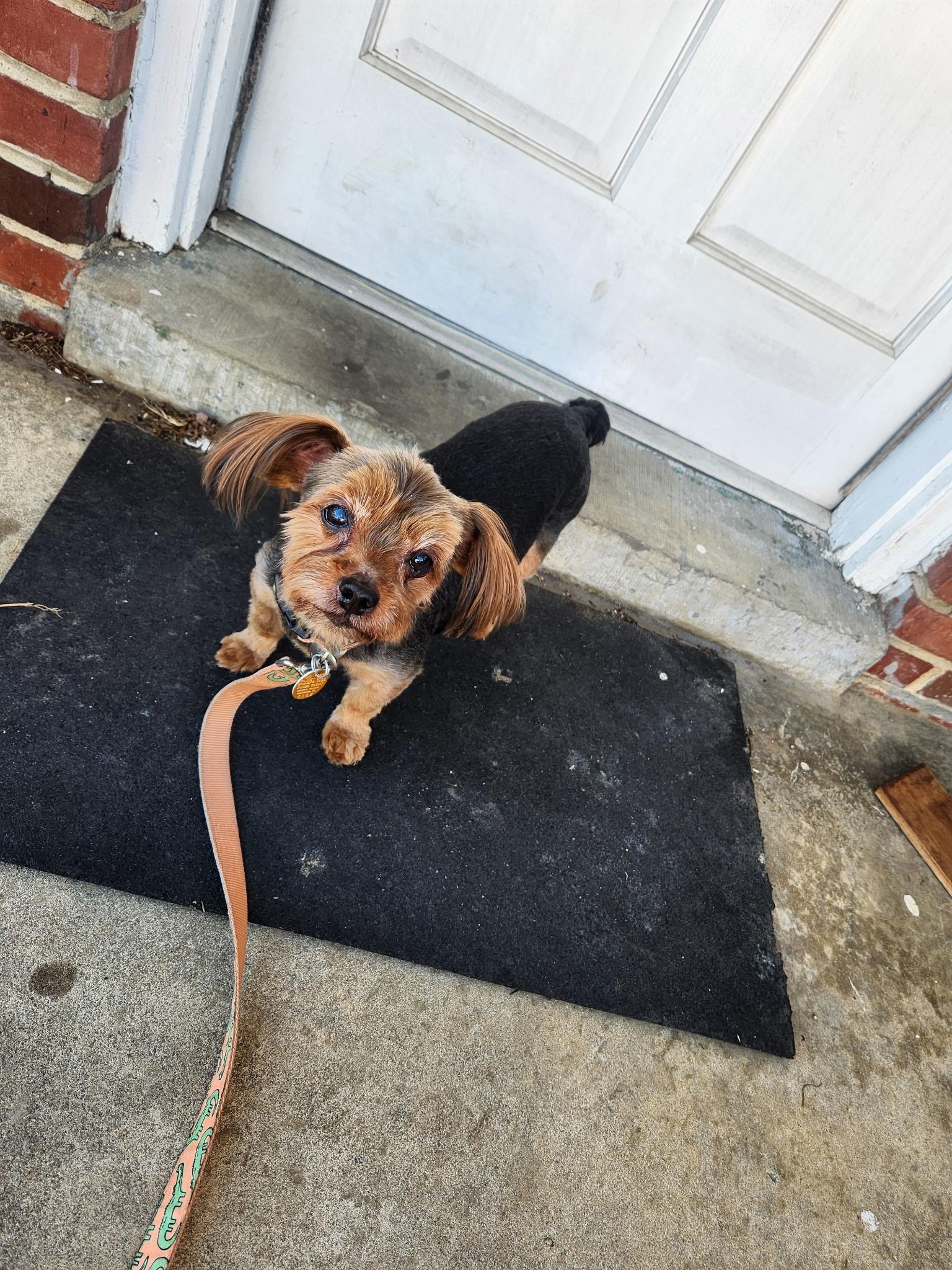 Layla, a Adoptable mixed breed in Richmond, VA image 2/5