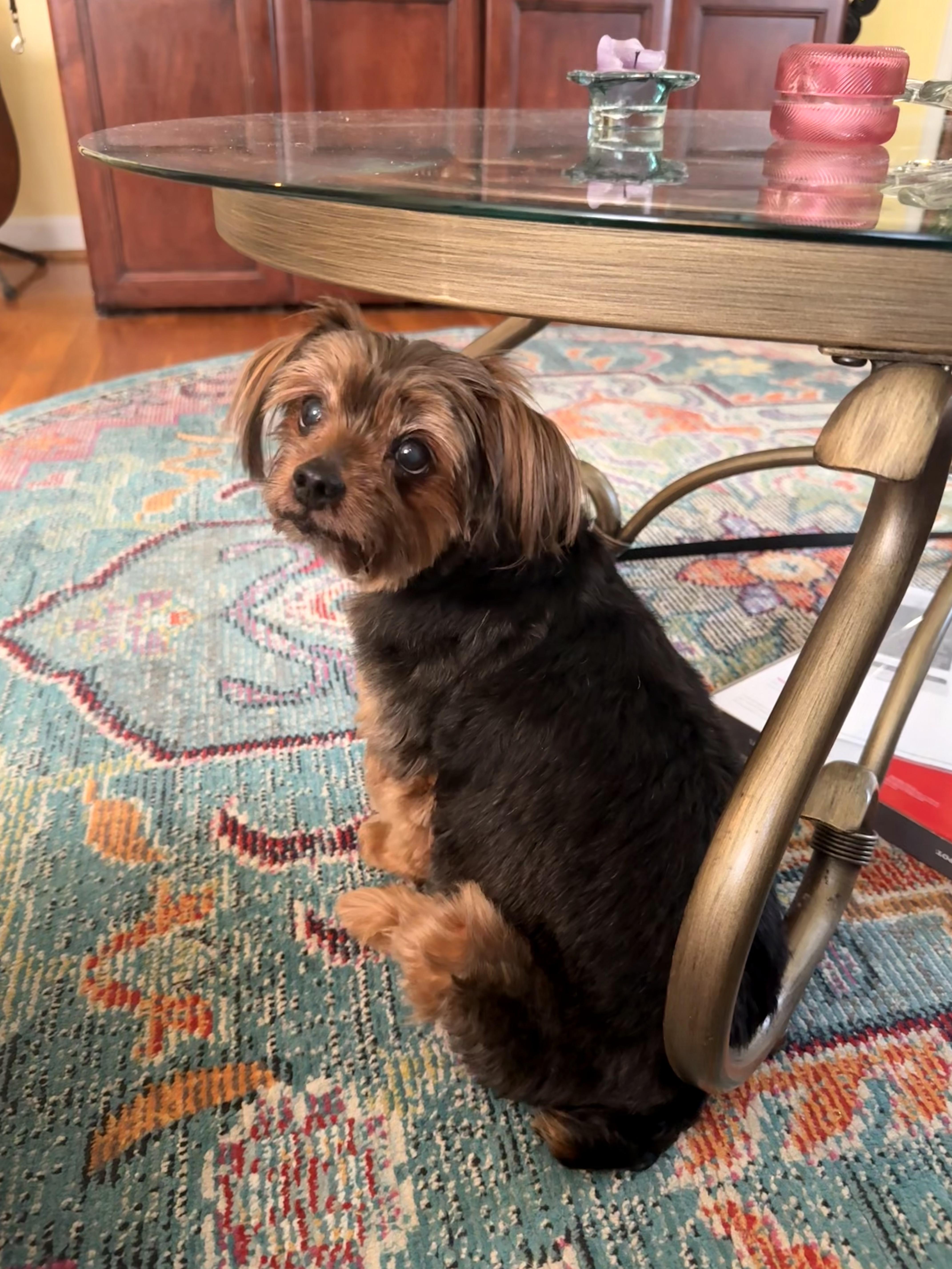 Layla, a Adoptable mixed breed in Richmond, VA image 1/5