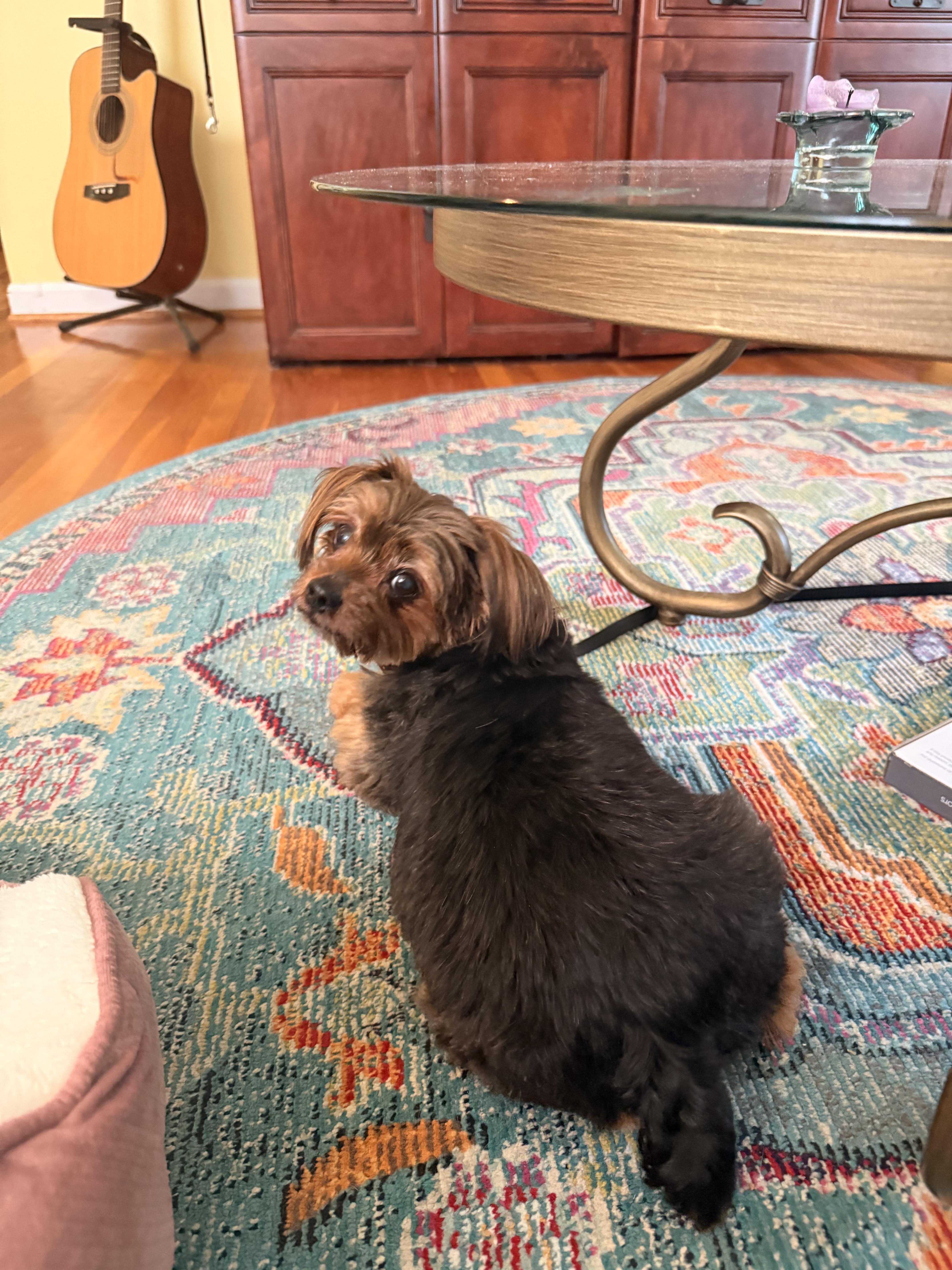 Layla, a Adoptable mixed breed in Richmond, VA image 5/5