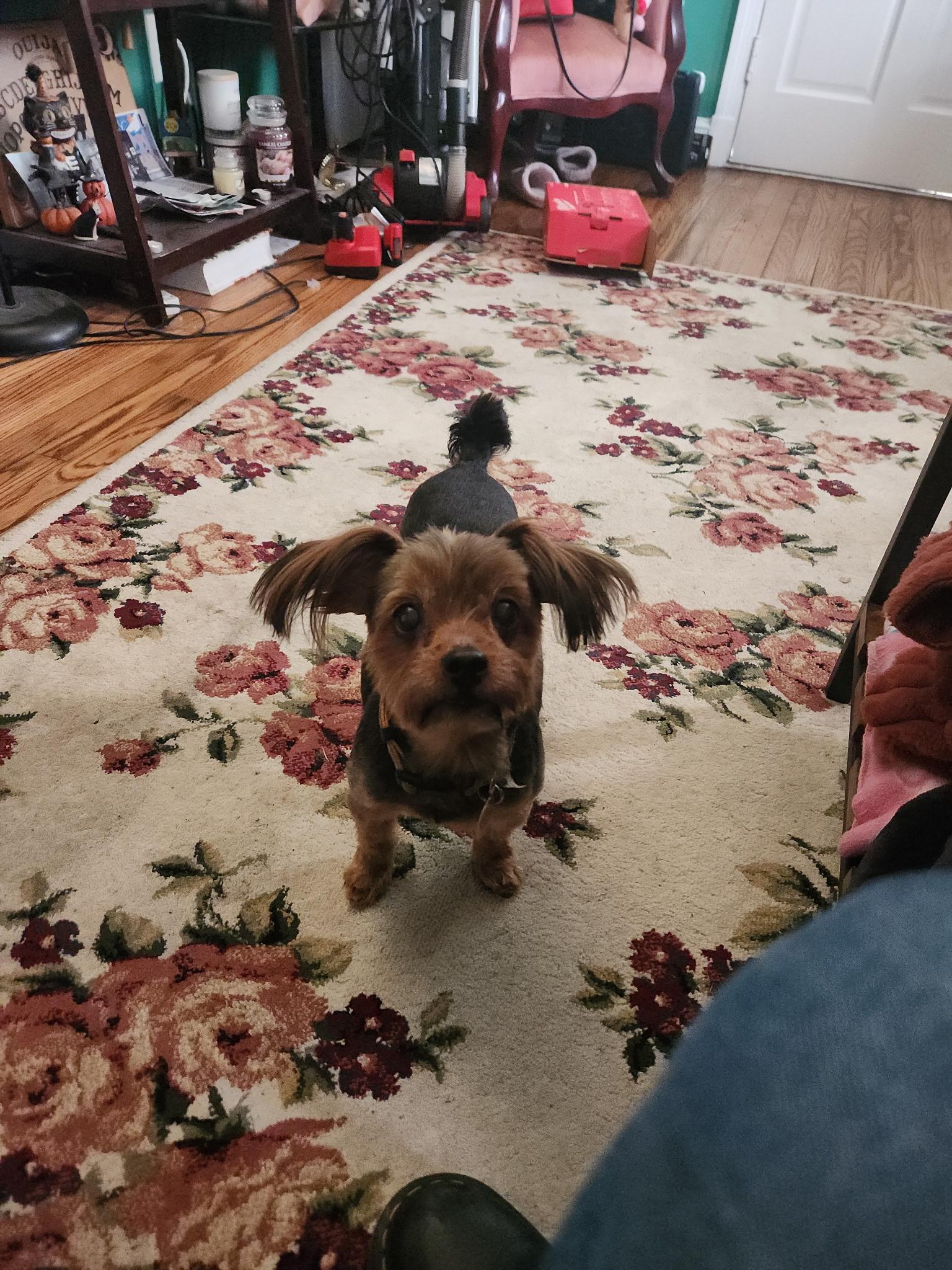 Layla, a Adoptable mixed breed in Richmond, VA image 4/5