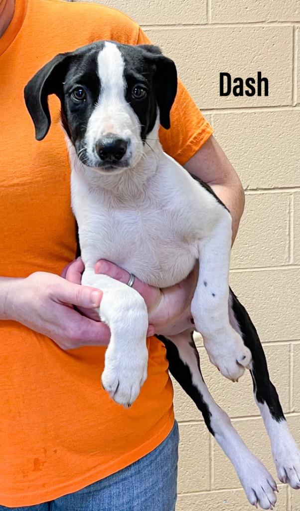 Dash, Adoptable, Puppy Male Labrador Retriever & Bull Terrier.