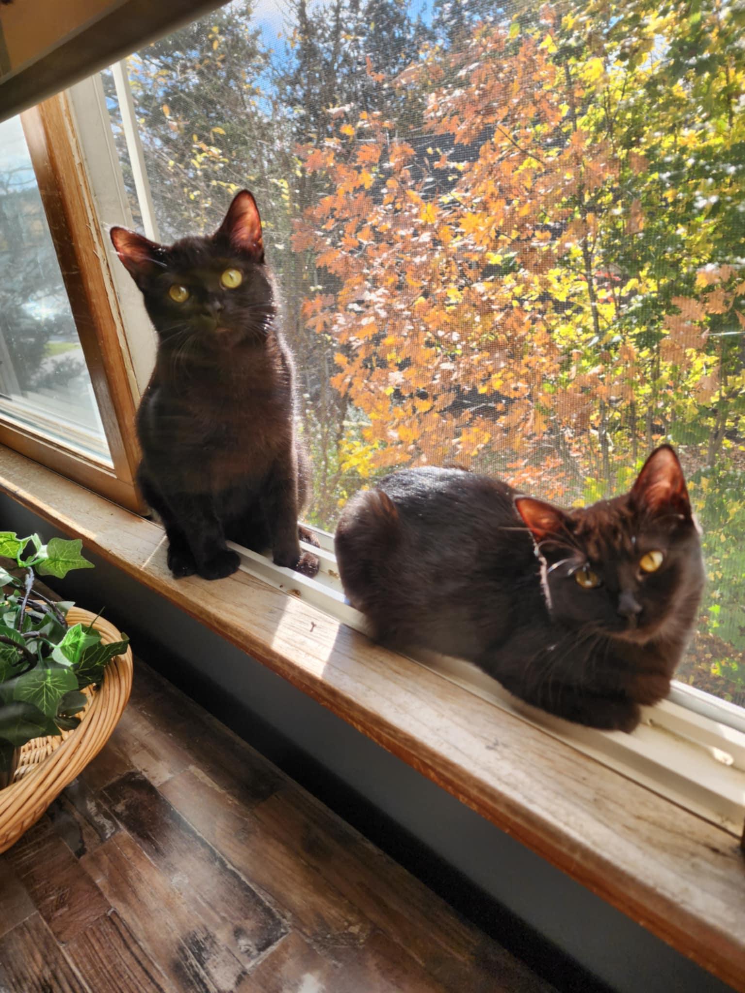 Kittens #101 and #105, a Adoptable Domestic Short Hair in Johnston, RI image 1/2