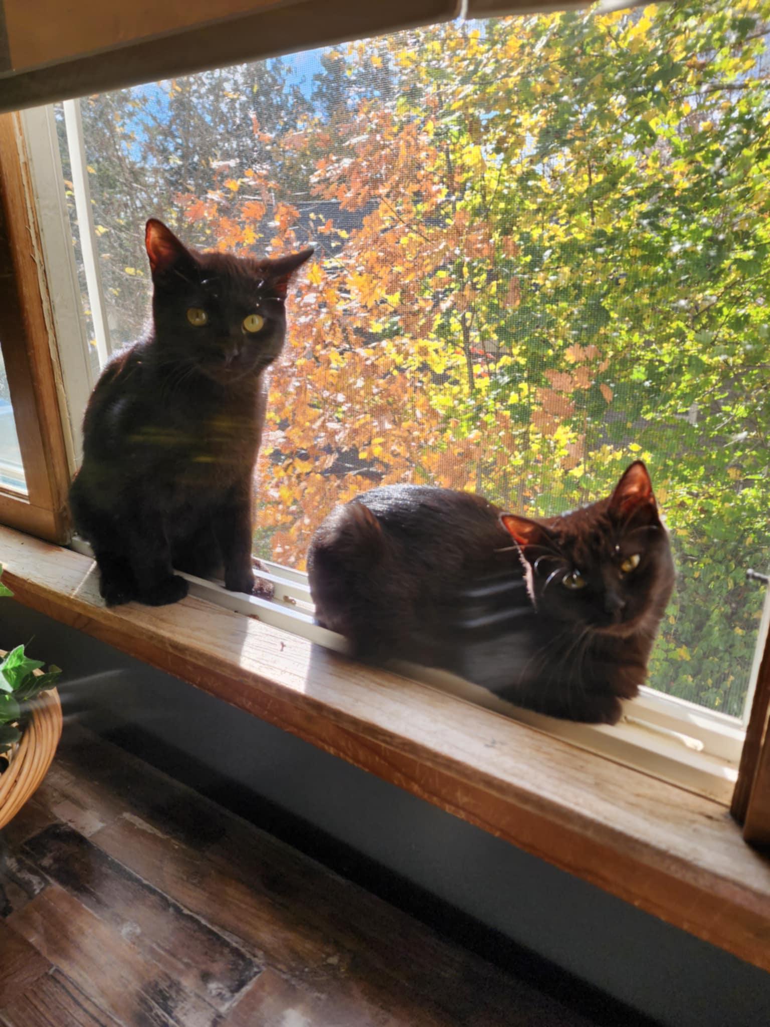 Kittens #101 and #105, a Adoptable Domestic Short Hair in Johnston, RI image 2/2