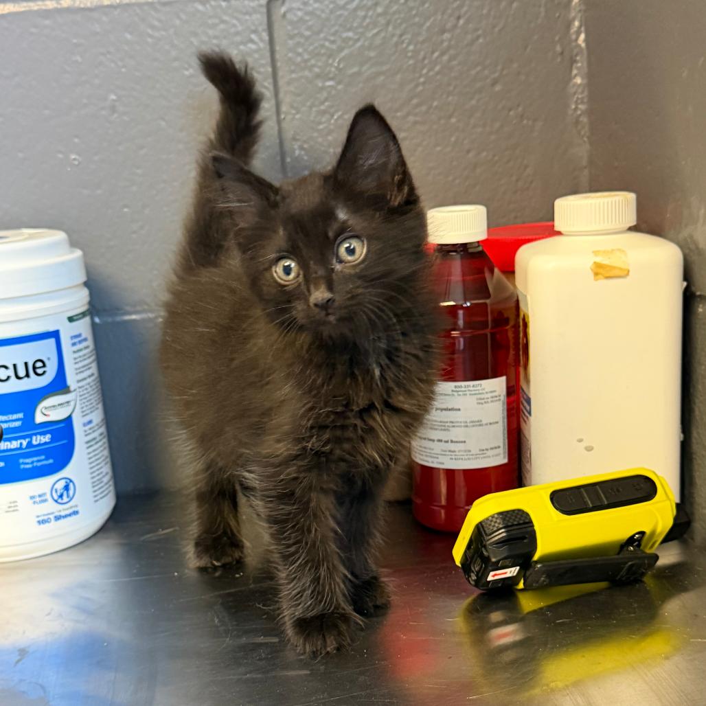 Muffin, Adoptable, Kitten Male Domestic Medium Hair.