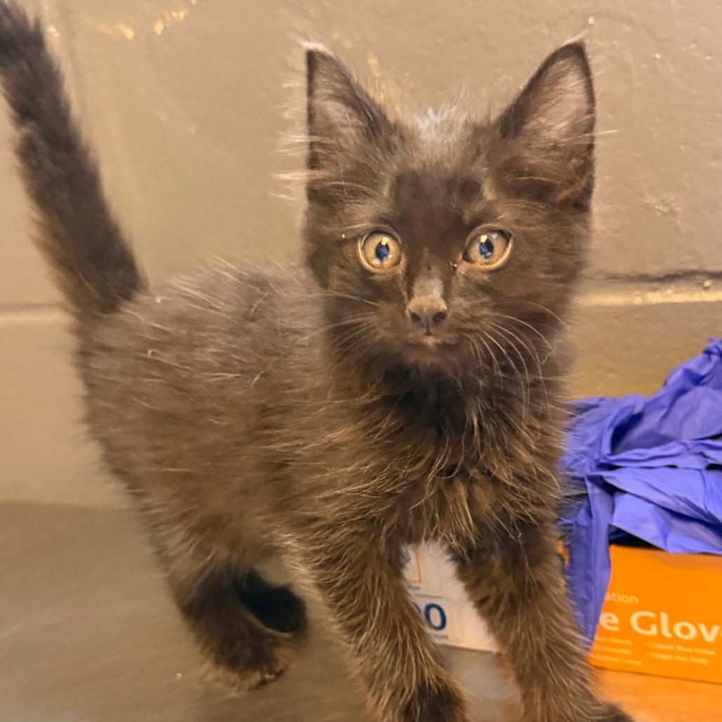 Enlarge Muffin, a Adoptable Domestic Medium Hair in Tuscaloosa, AL image 2/2