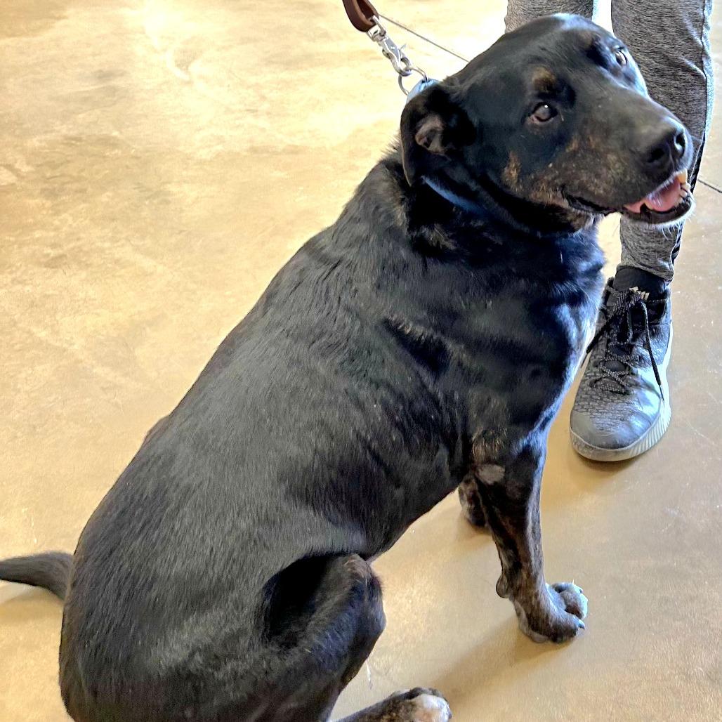 Enlarge Stockman, a Adoptable Mixed Breed in Wickenburg, AZ image 1/6