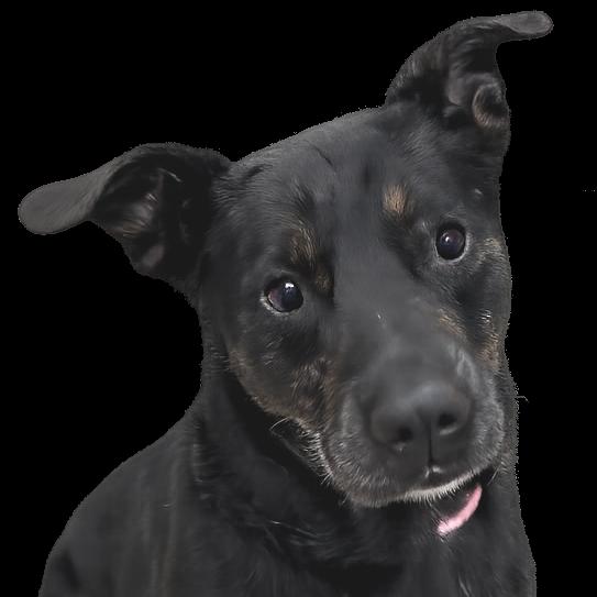 Enlarge Stockman, a Adoptable Mixed Breed in Wickenburg, AZ image 2/6
