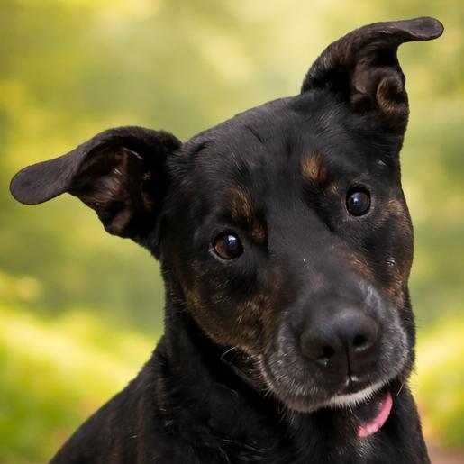 Enlarge Stockman, a Adoptable Mixed Breed in Wickenburg, AZ image 2/6