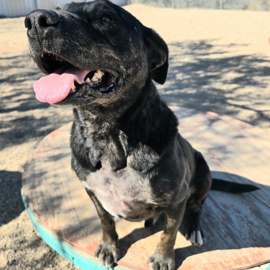 Enlarge Stockman, a Adoptable Mixed Breed in Wickenburg, AZ image 3/6