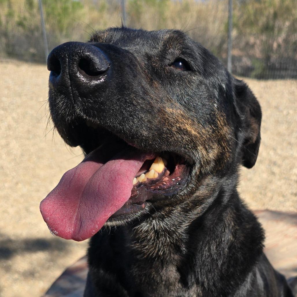 Enlarge Stockman, a Adoptable Mixed Breed in Wickenburg, AZ image 4/6