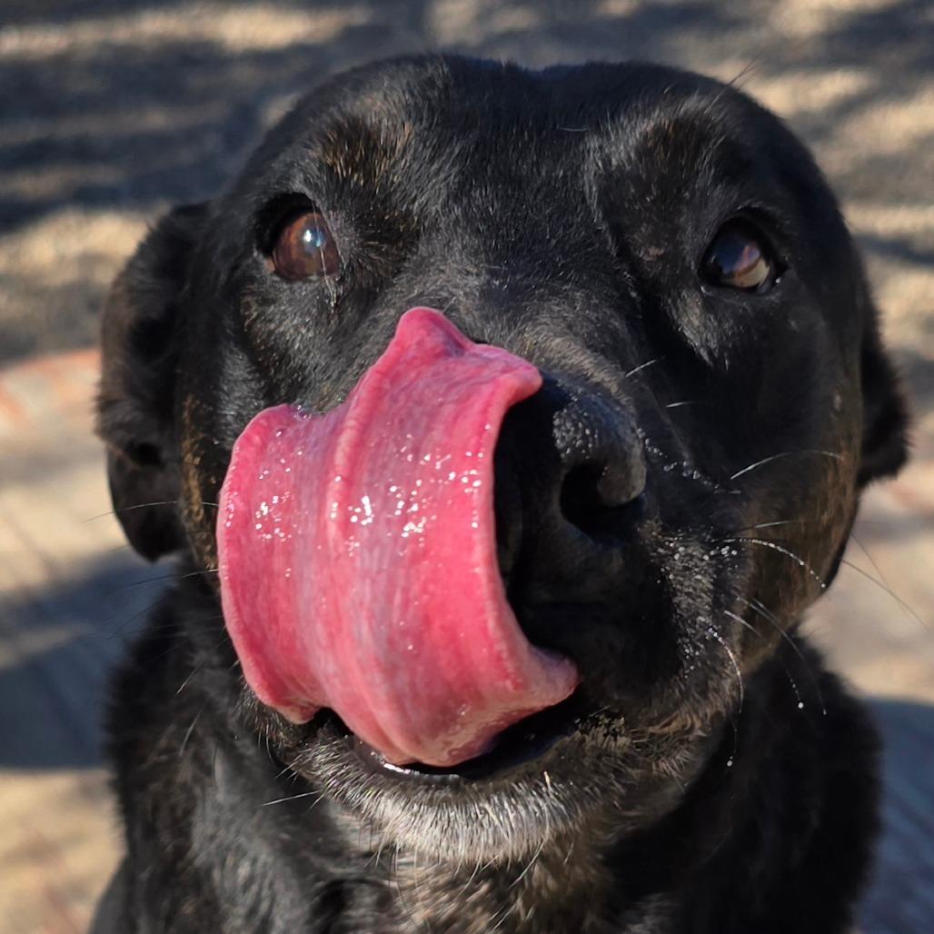 Enlarge Stockman, a Adoptable Mixed Breed in Wickenburg, AZ image 5/6